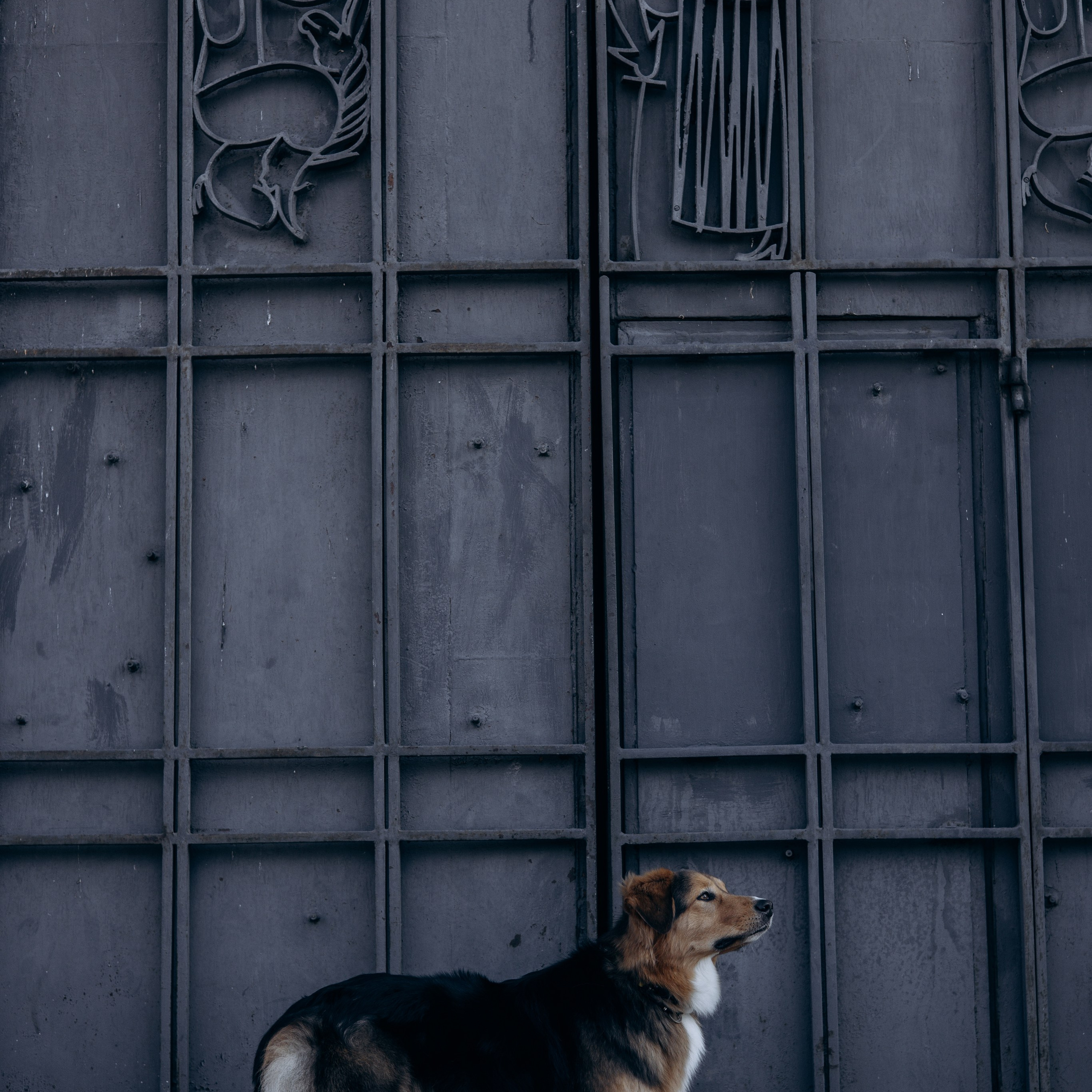 Елена и Вега