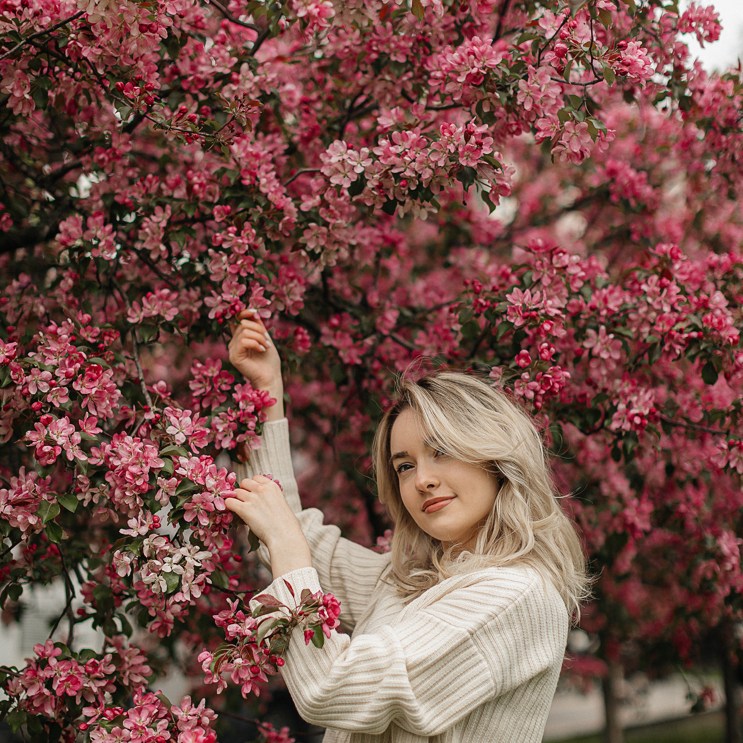 Розовые яблони