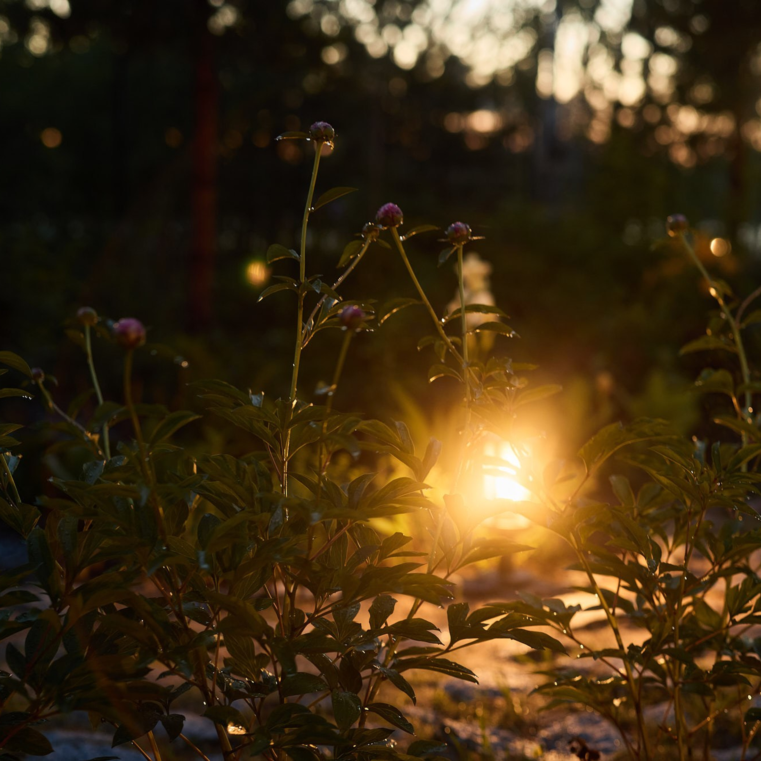 Фотосъемка садов. Интерьерный фотограф и видеограф в Санкт-Петербурге и Москве