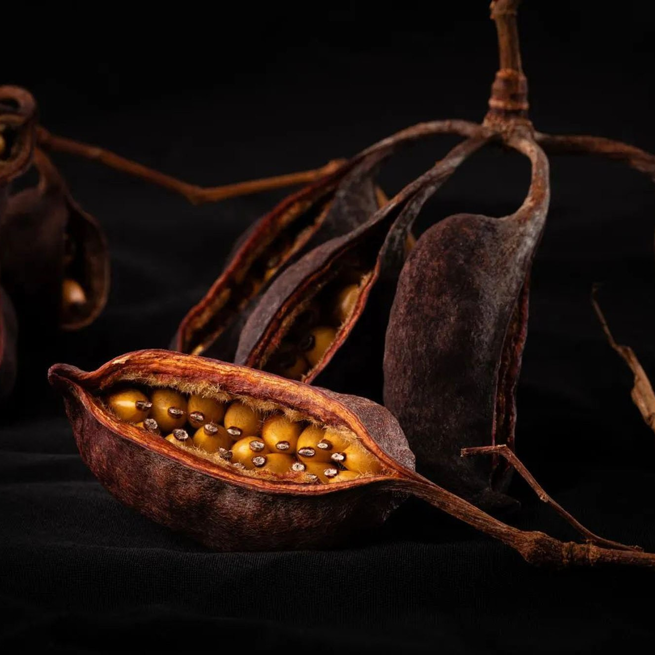 брахихитон