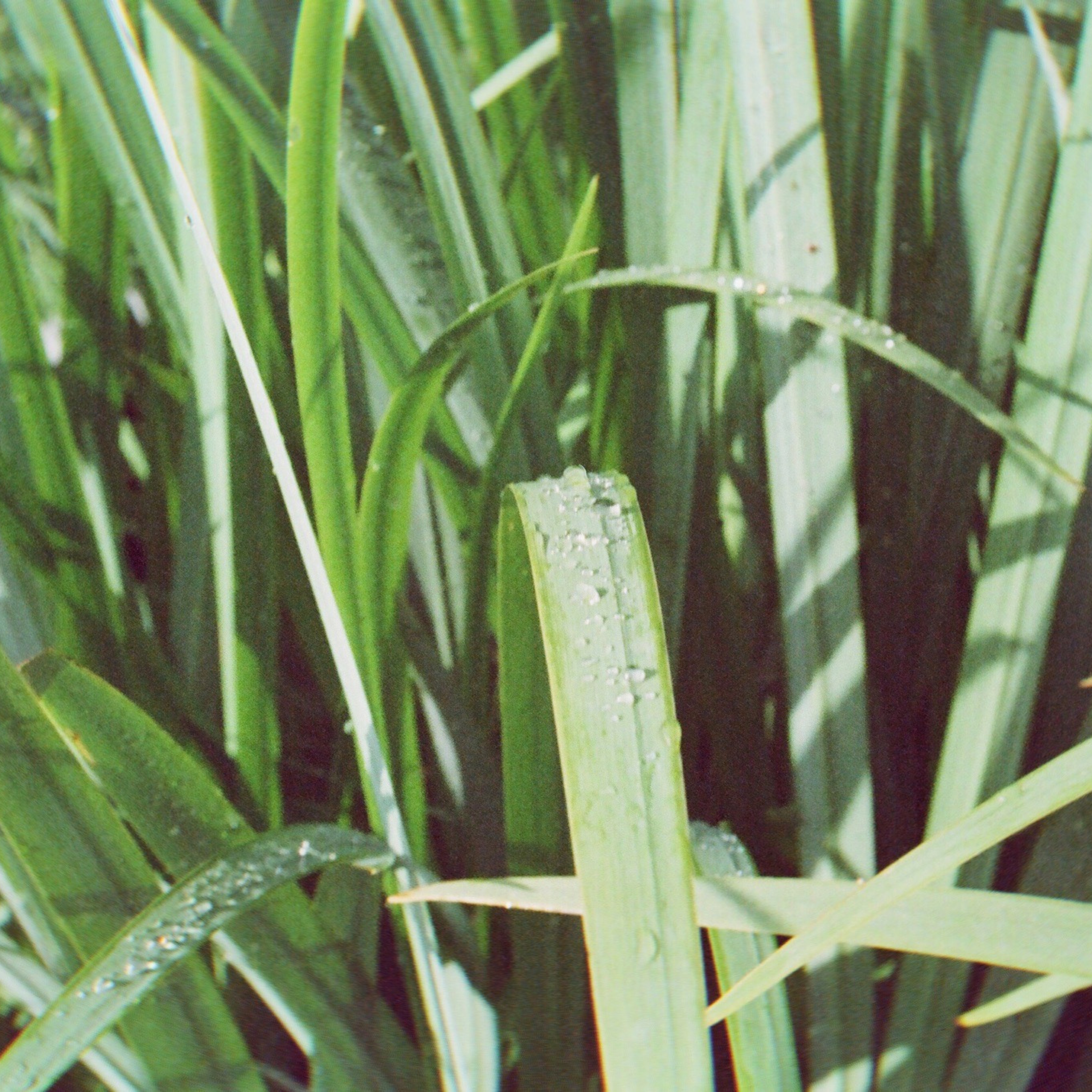 OTHER. Sasha Avis Photography