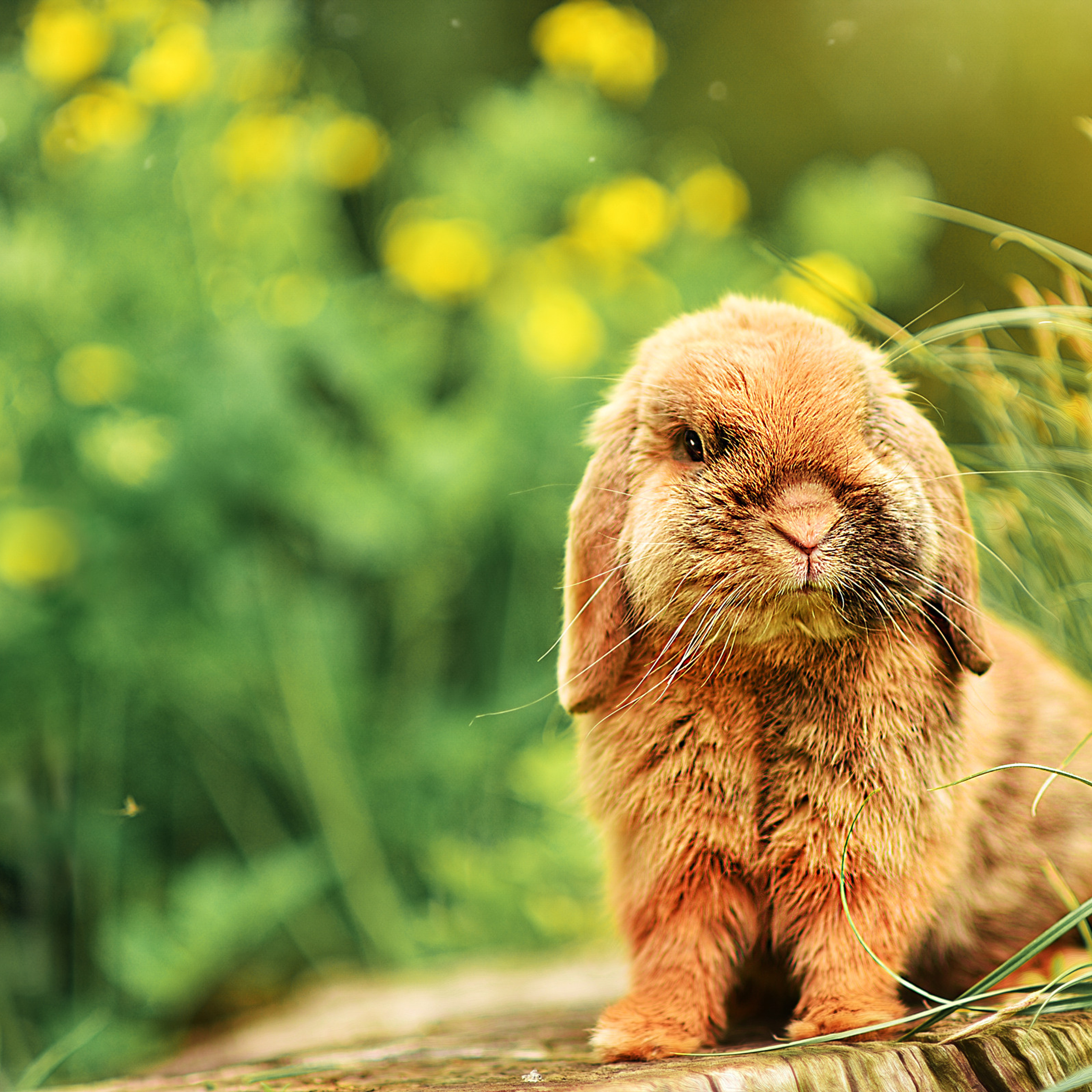 АРЕНДА ЖИВОТНЫХ. Фотограф беременности и новорожденных малышей Анастасия Никитина