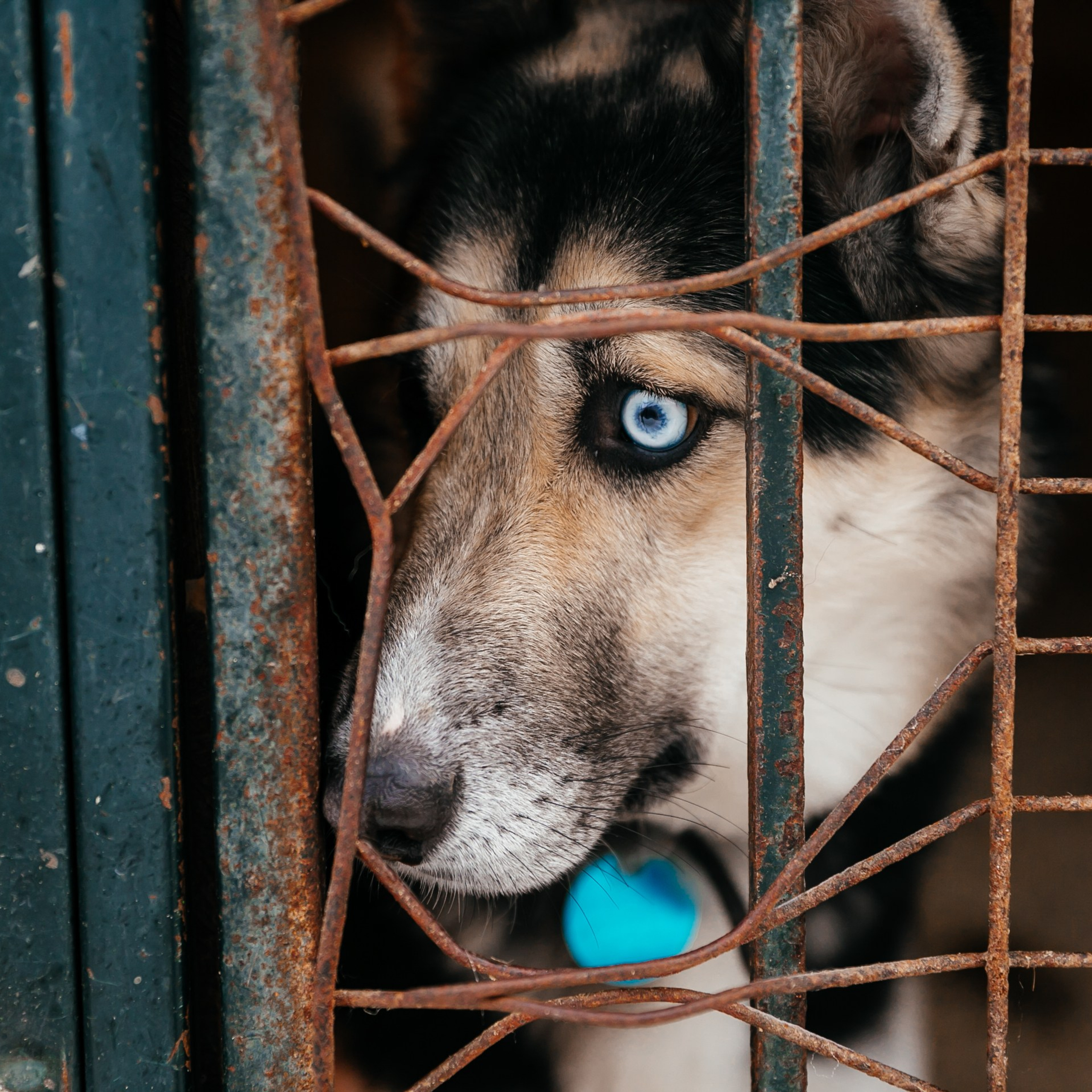 Отзывы. Свадебный и репортажный фотограф Александр Козлов