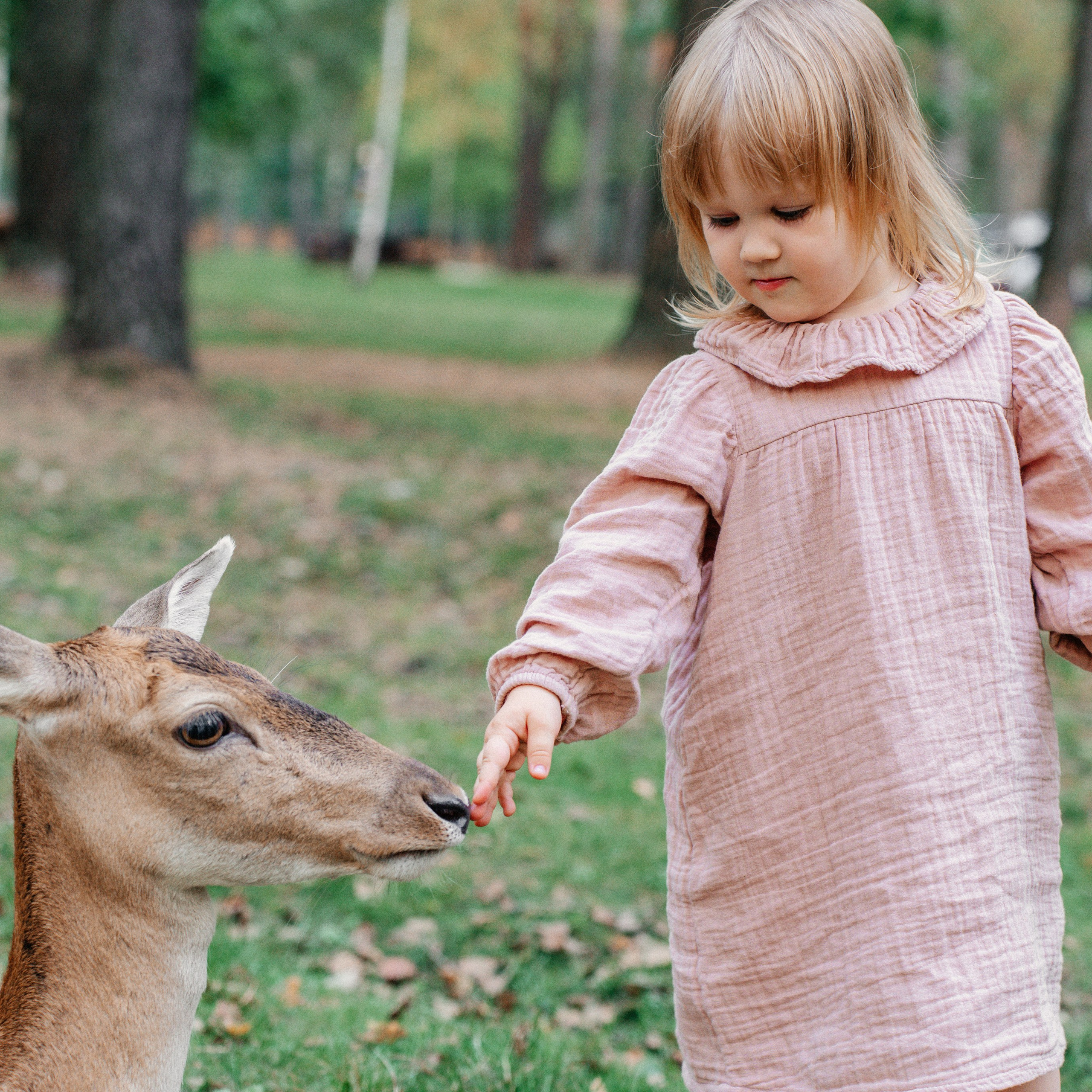 Диприз — в мире диких животных