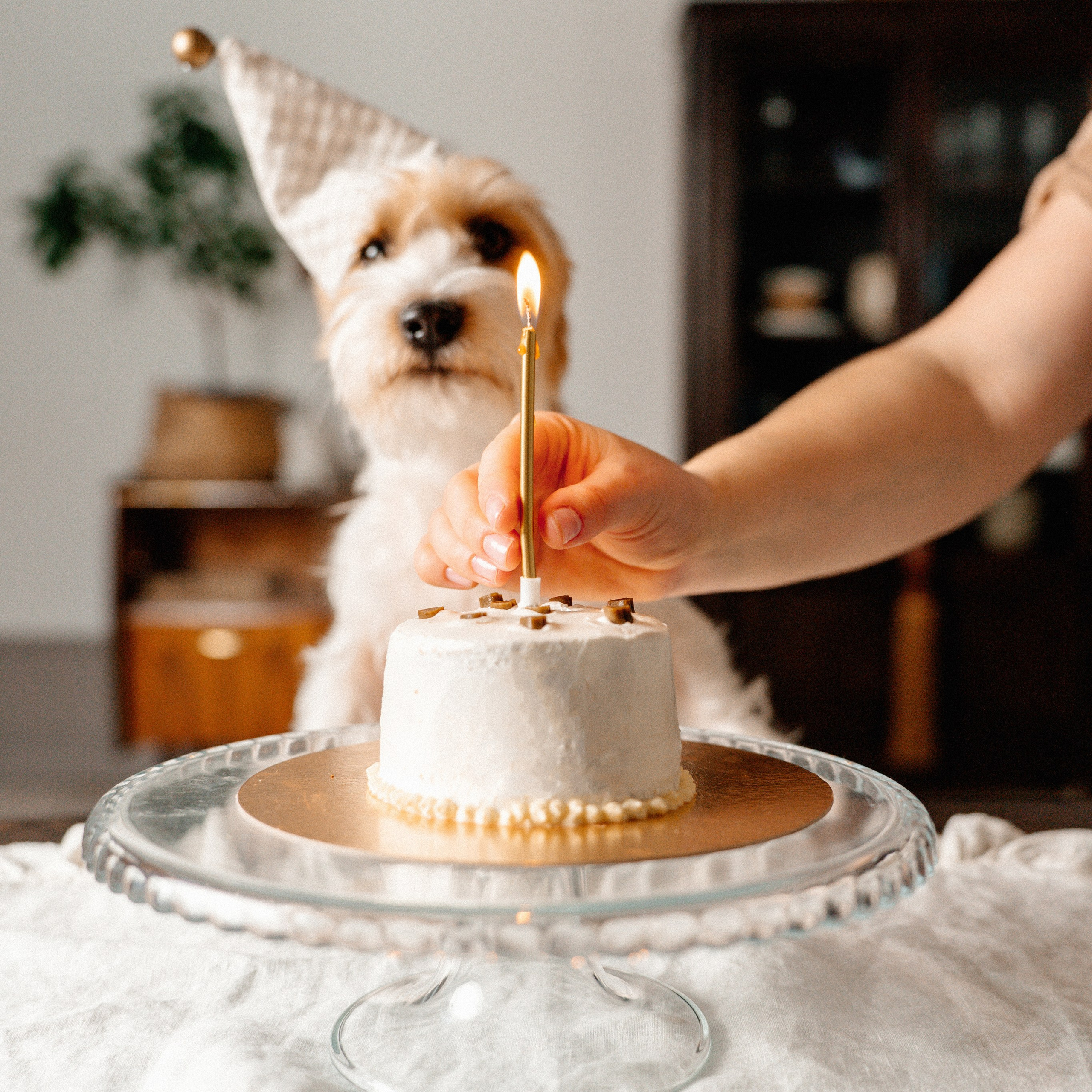 Красота хвостатых глазами хозяйки