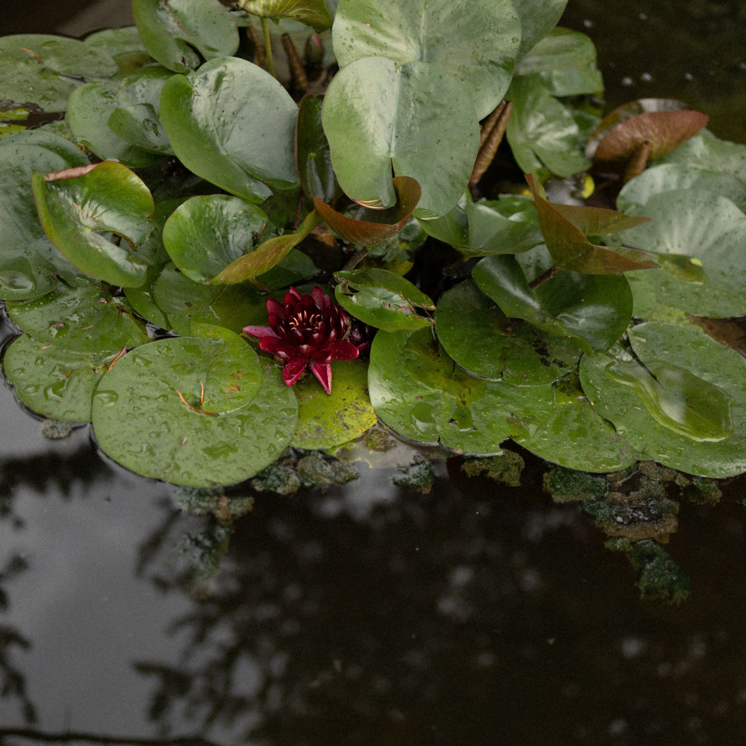 Made in Italy. Фотограф Daria Wilner