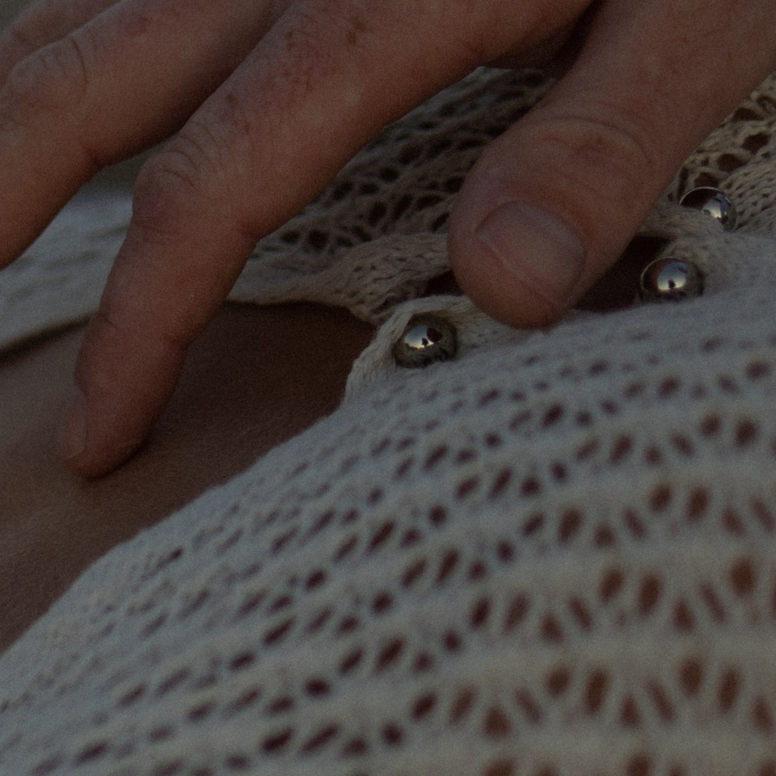 Рассвет. Фотограф Daria Wilner