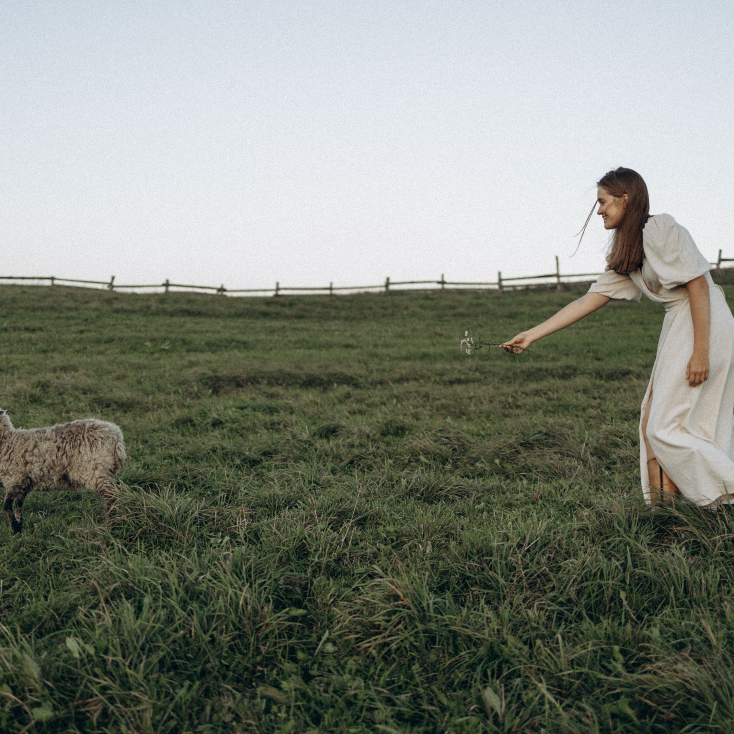 Дружелюбная овечка. Фотограф Daria Wilner