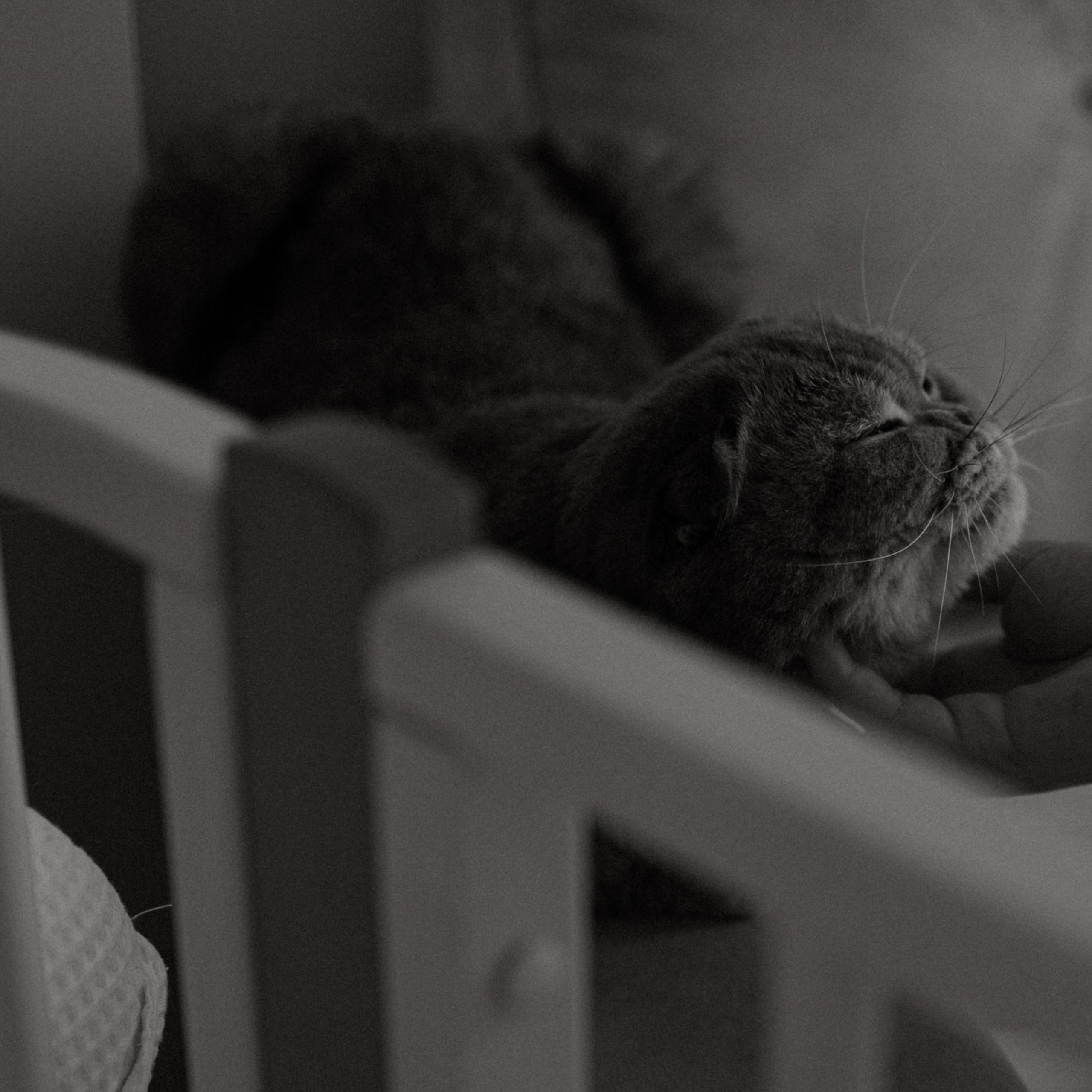 Усатый нянь. Фотограф Daria Wilner