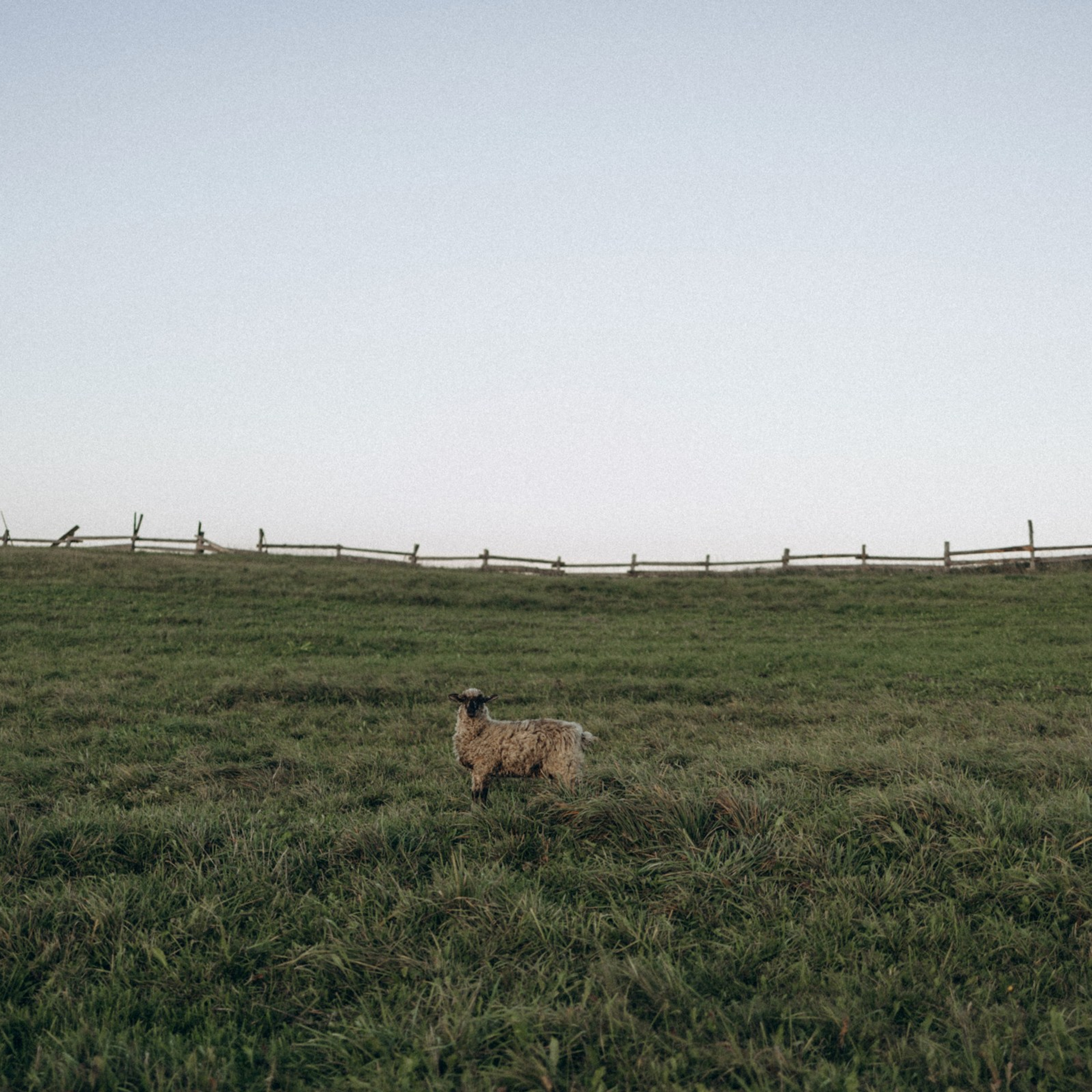 Дружелюбная овечка. Фотограф Daria Wilner