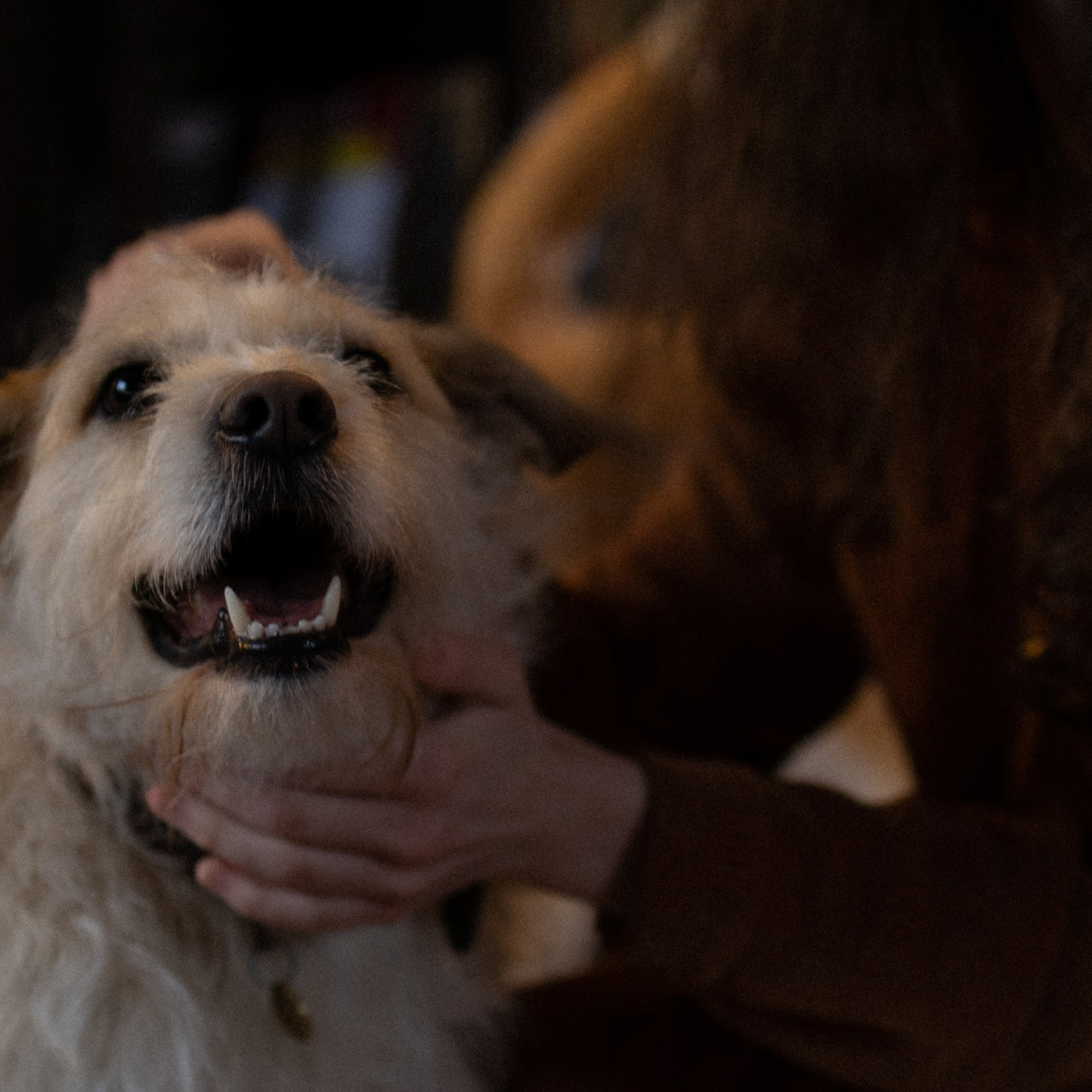 Франкенвини. Фотограф Daria Wilner