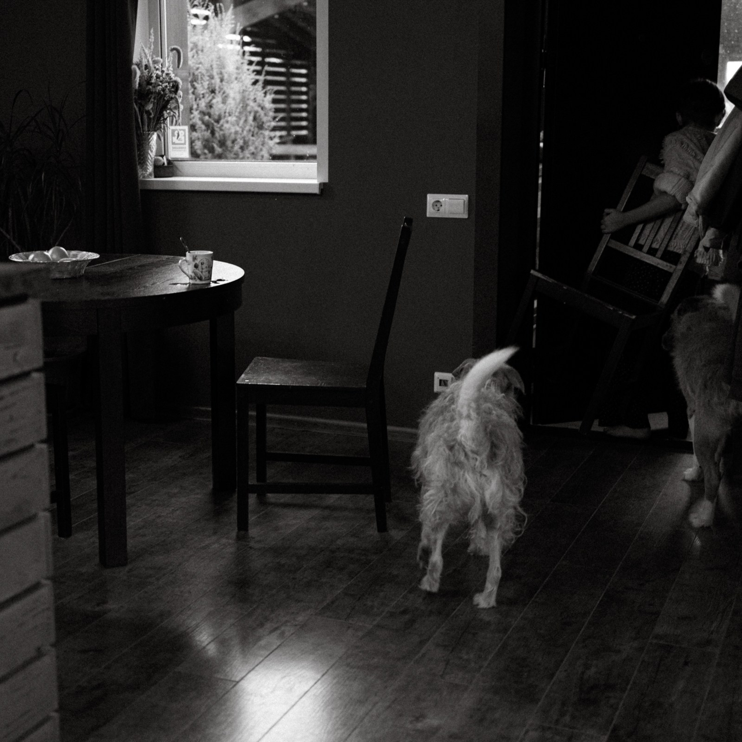 Франкенвини. Фотограф Daria Wilner