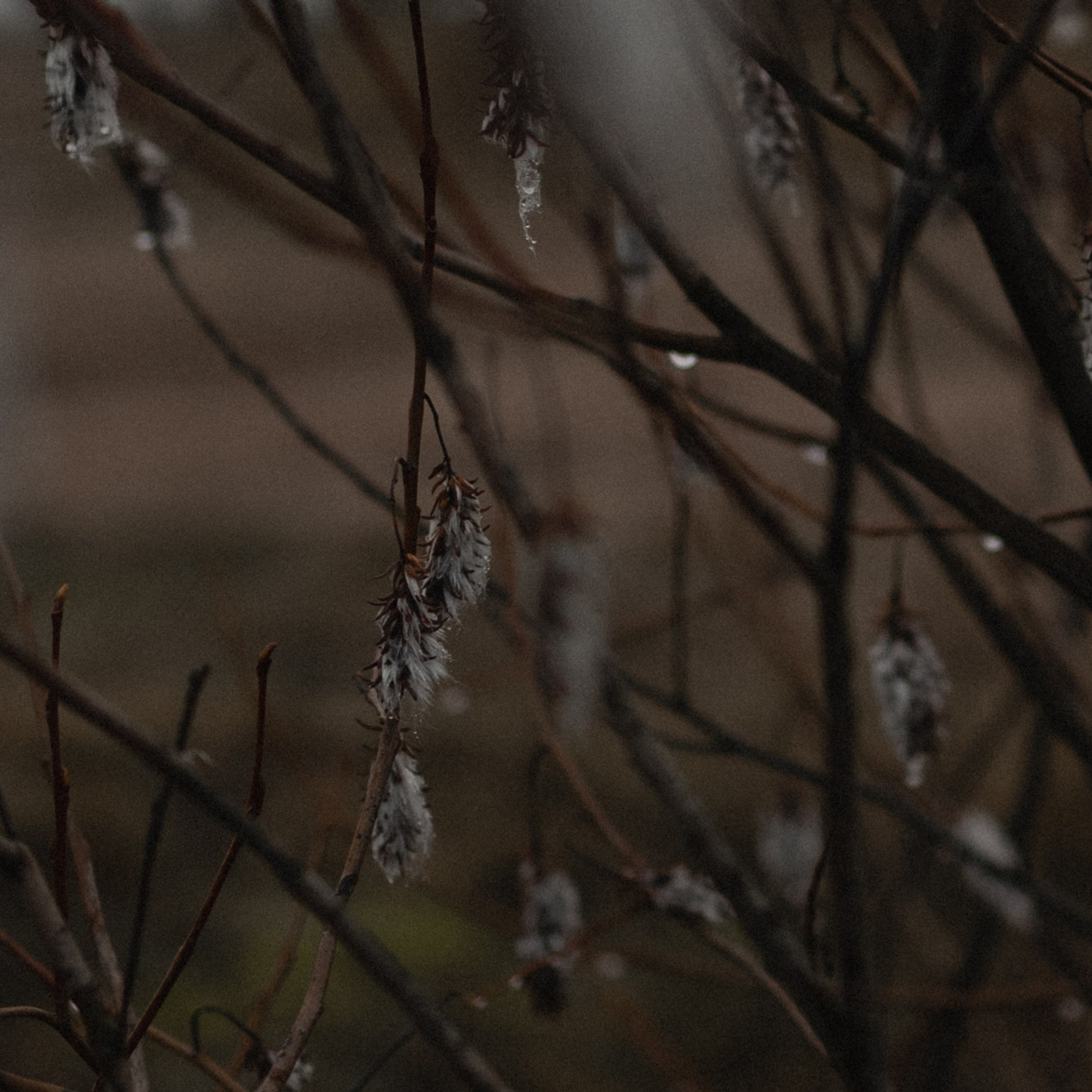 К Чуду. Фотограф Daria Wilner