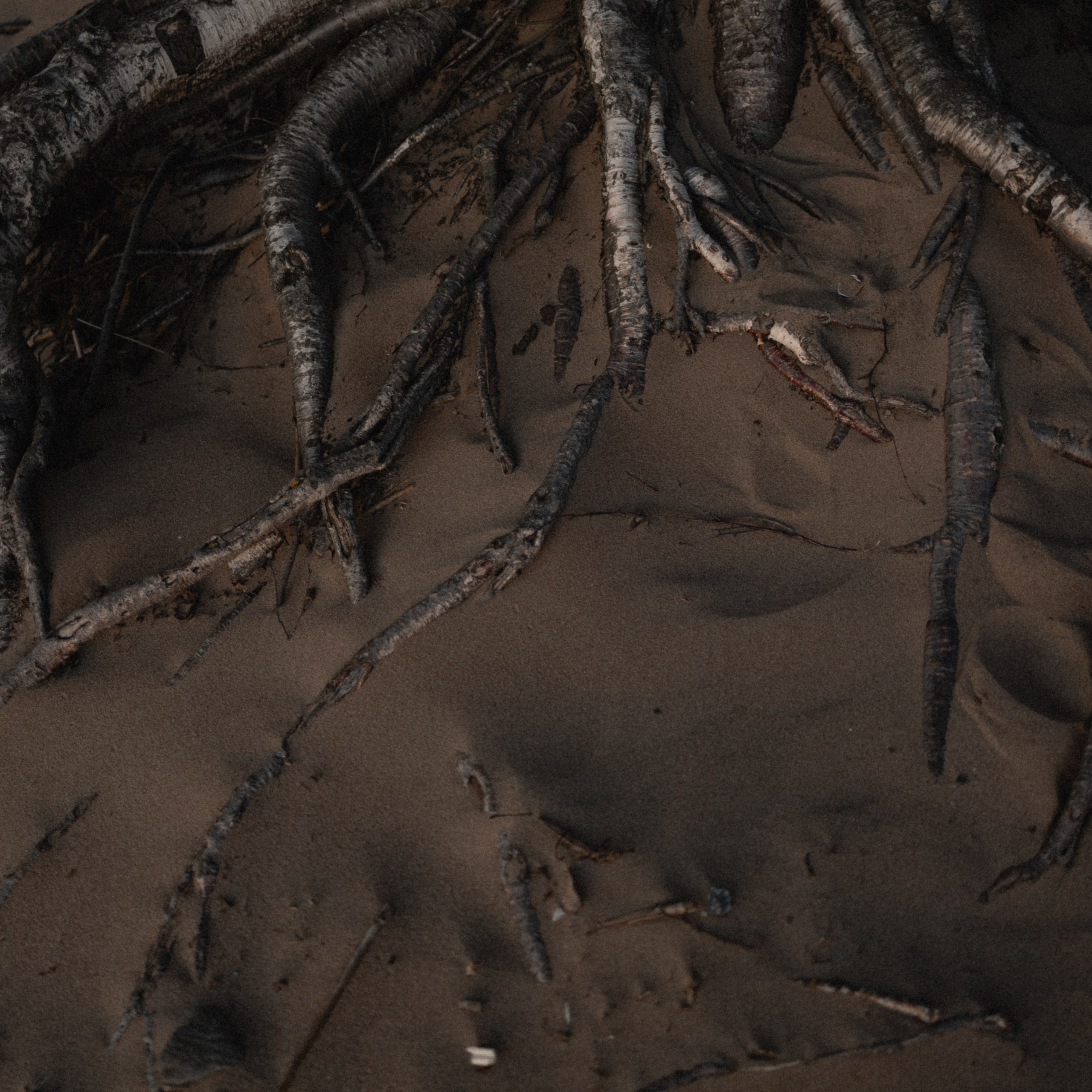 Любовь и чайки. Фотограф Daria Wilner