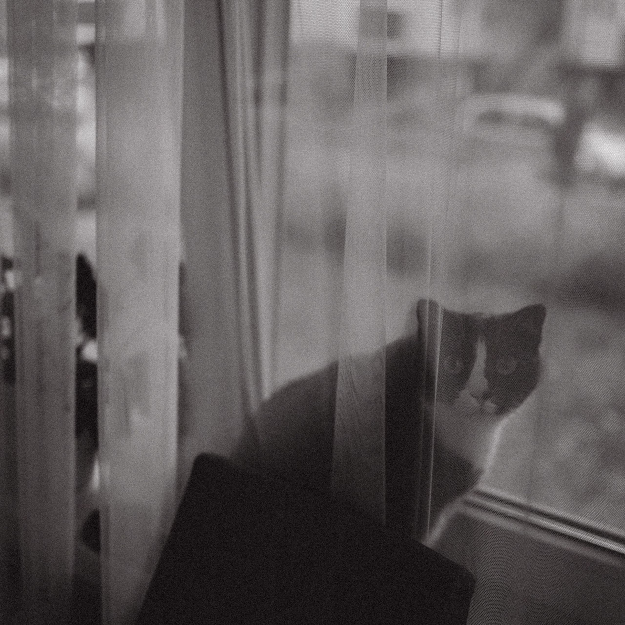 Чай с ллидинками. Фотограф Daria Wilner