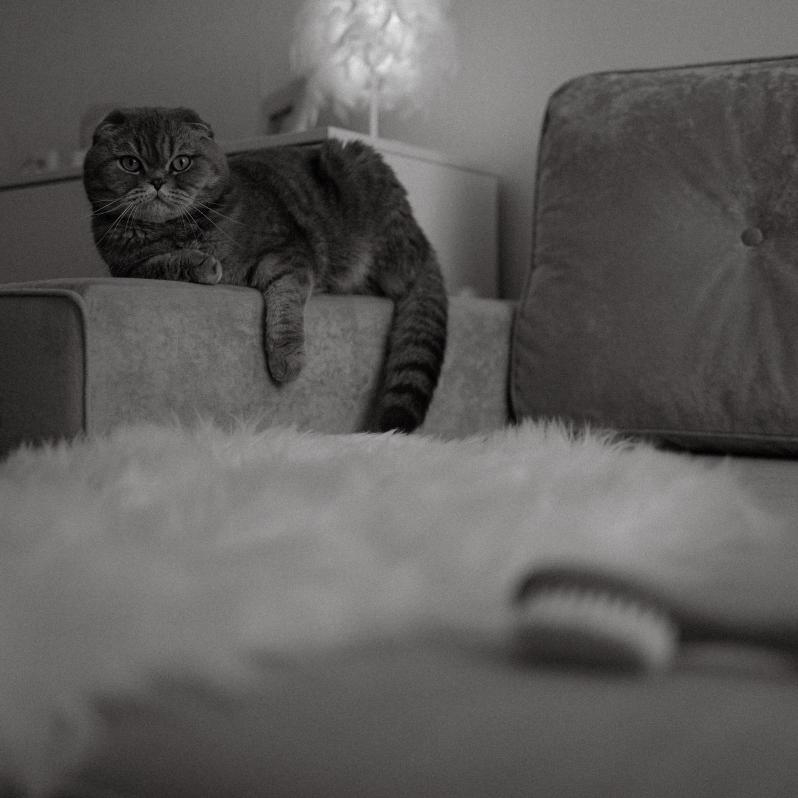 Усатый нянь. Фотограф Daria Wilner