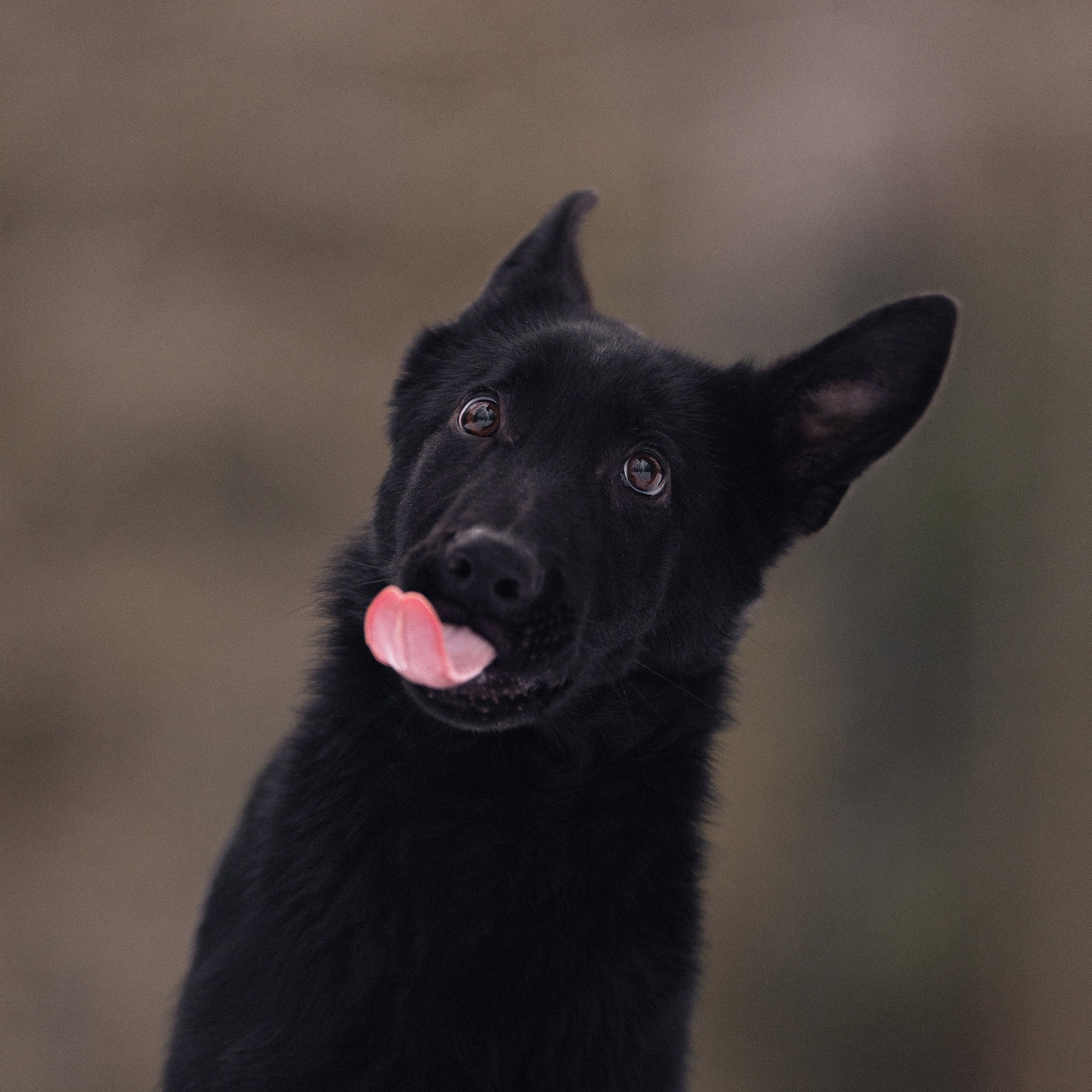 Немецкая овчарка