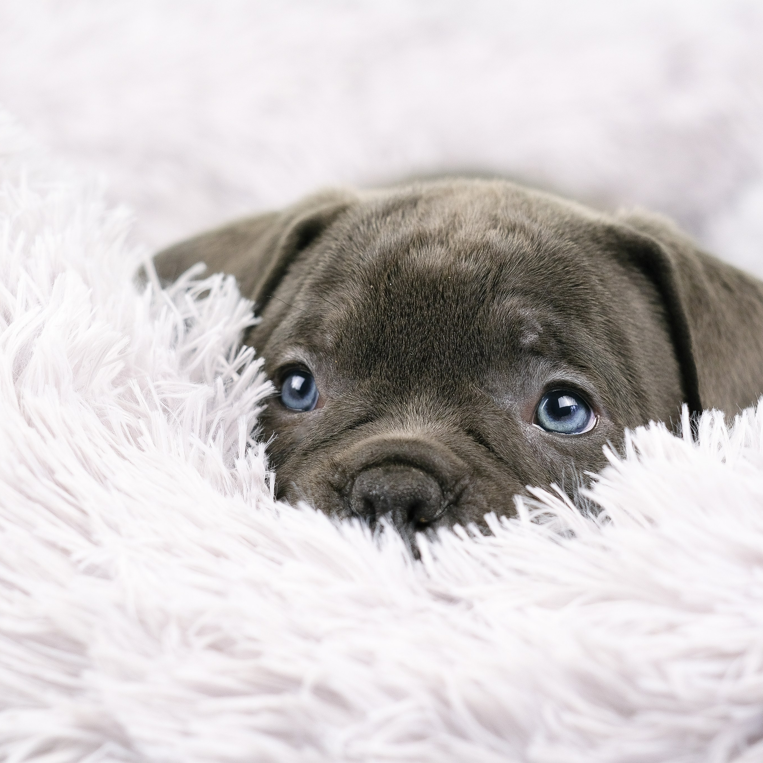 Американский Булли