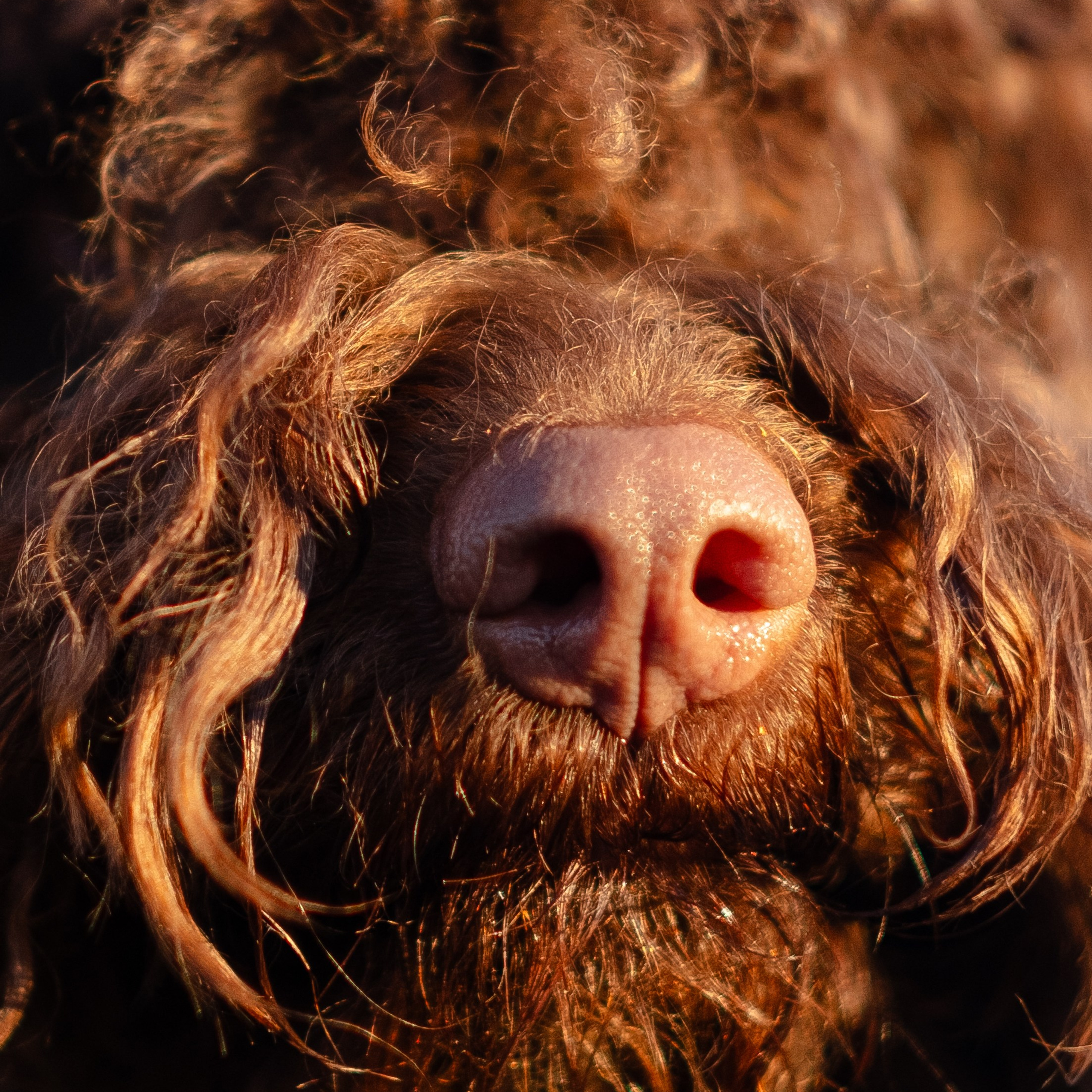 Тьеринна и Миша