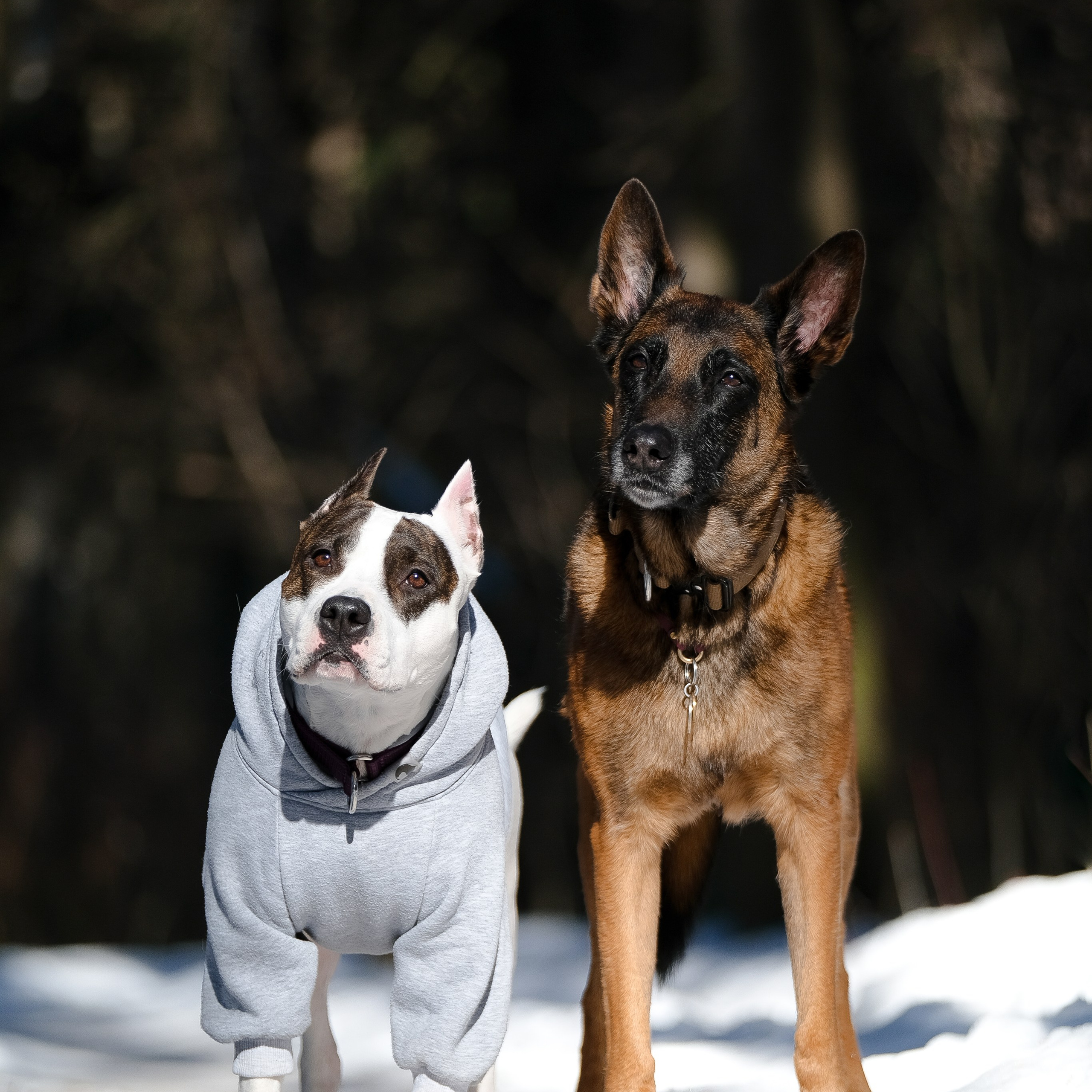 Отзывы. Фотограф и видеограф анималист Аганина Дарья