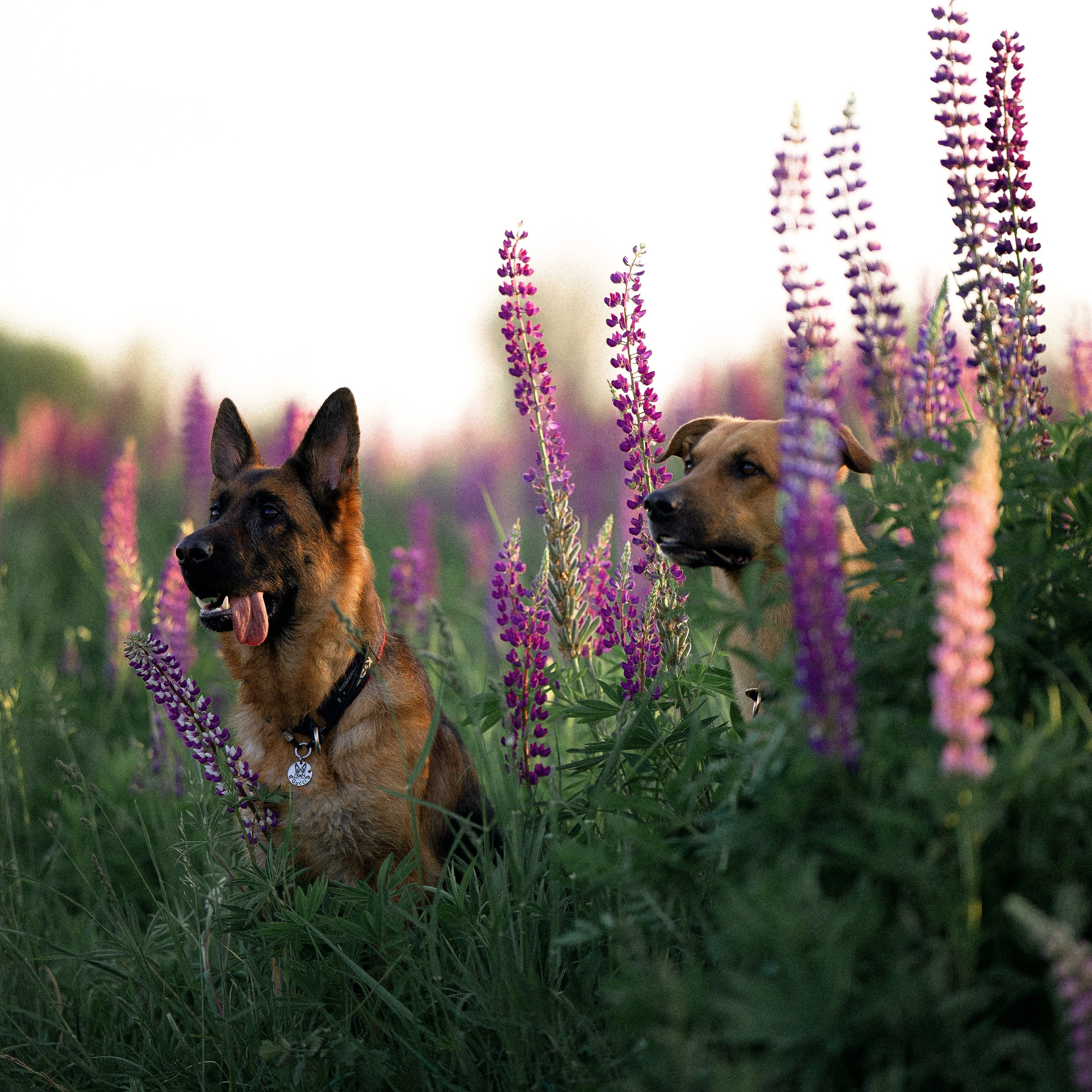 Тео и Гуччи