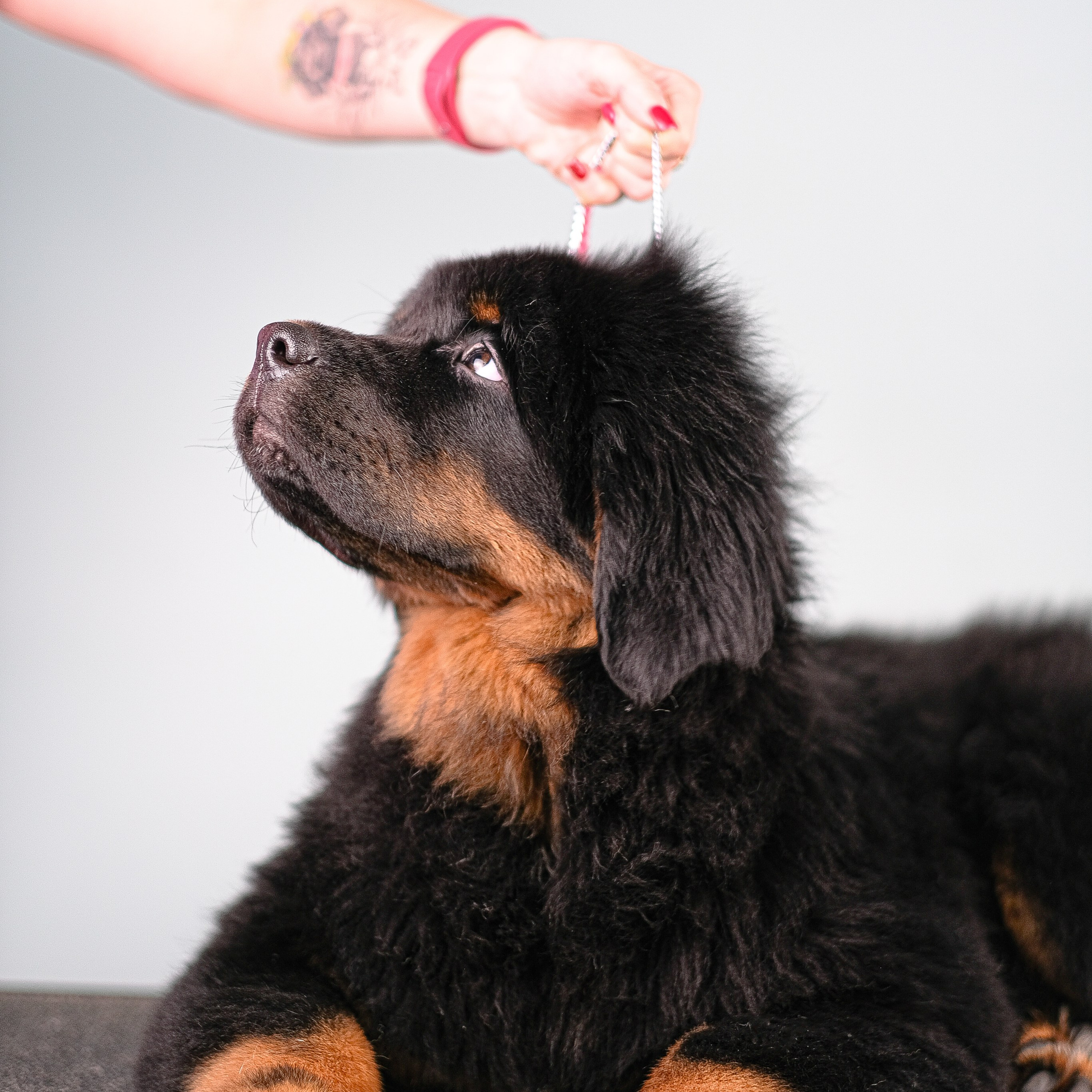 Тибетский мастиф