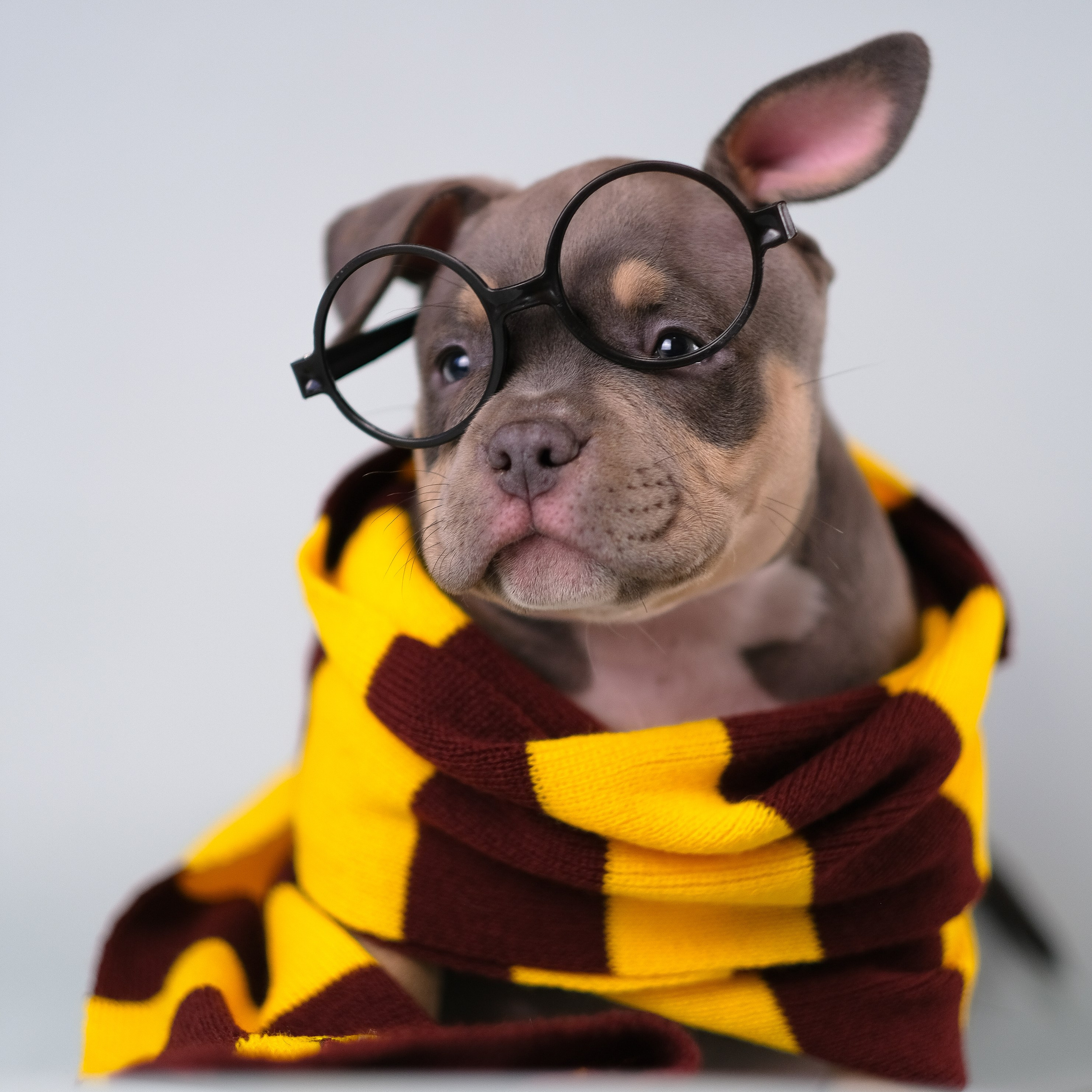 Американский Булли