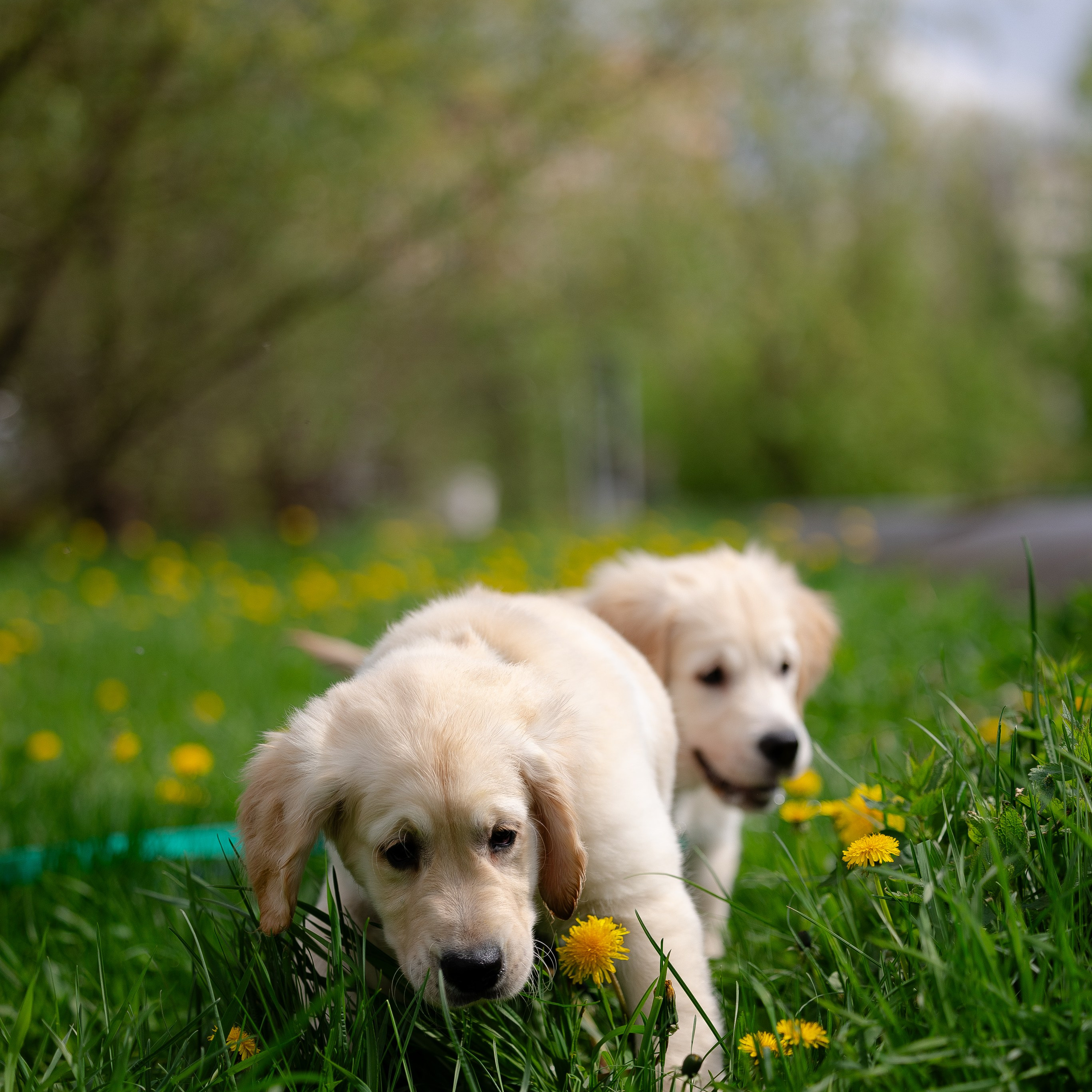 Голден ретривер