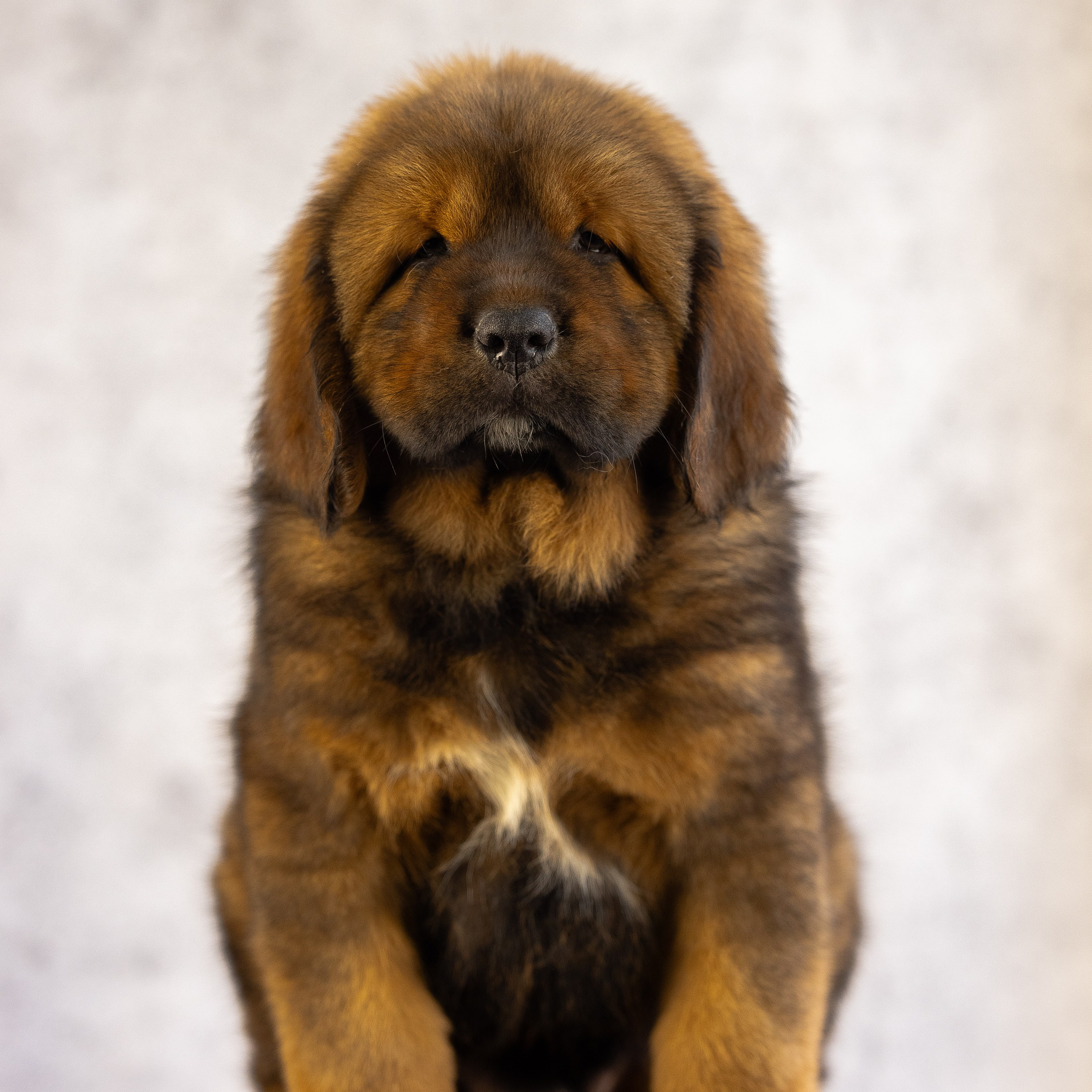 Тибетский мастиф