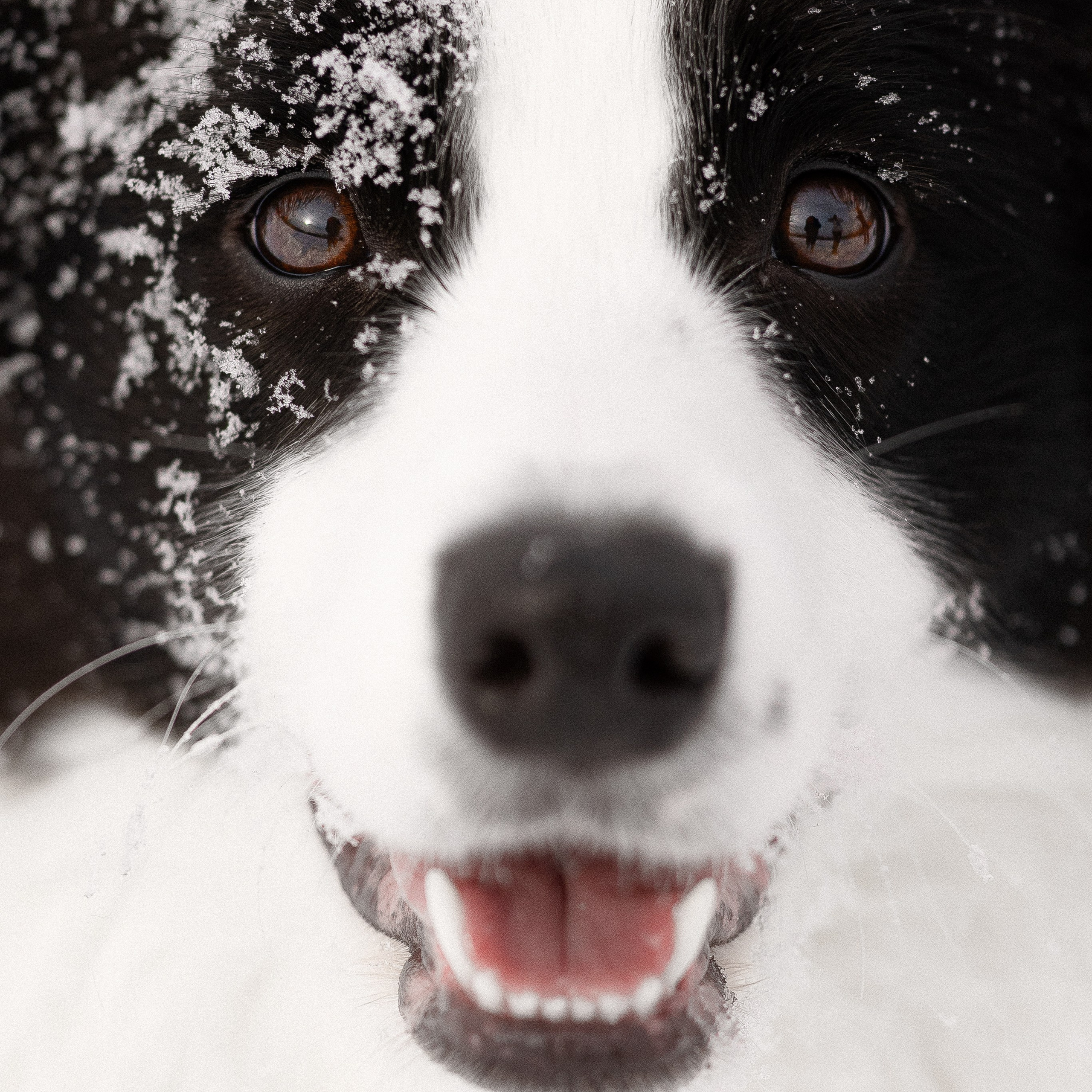 Лилия, Алексей и Ариана