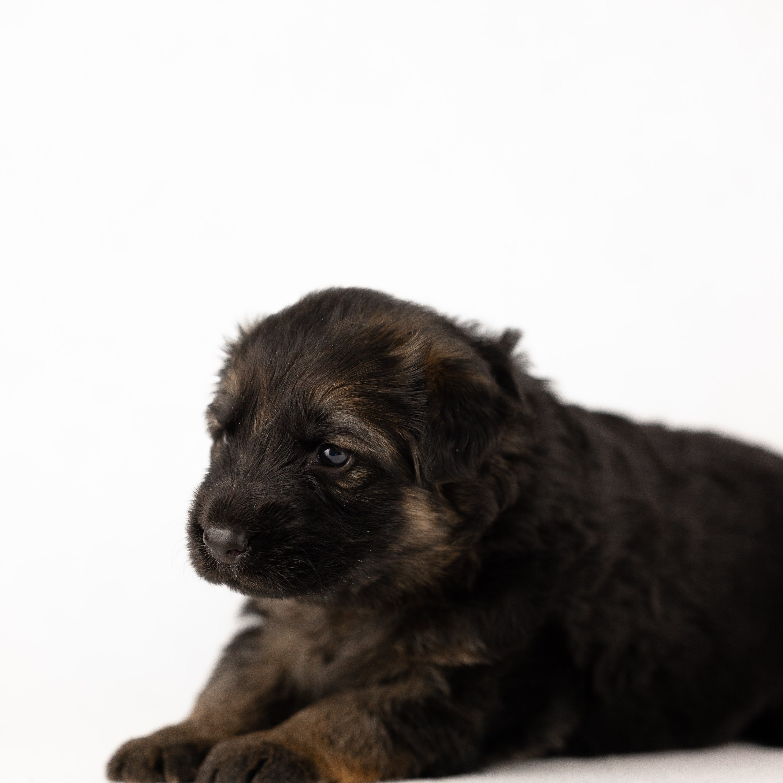 Немецкая овчарка