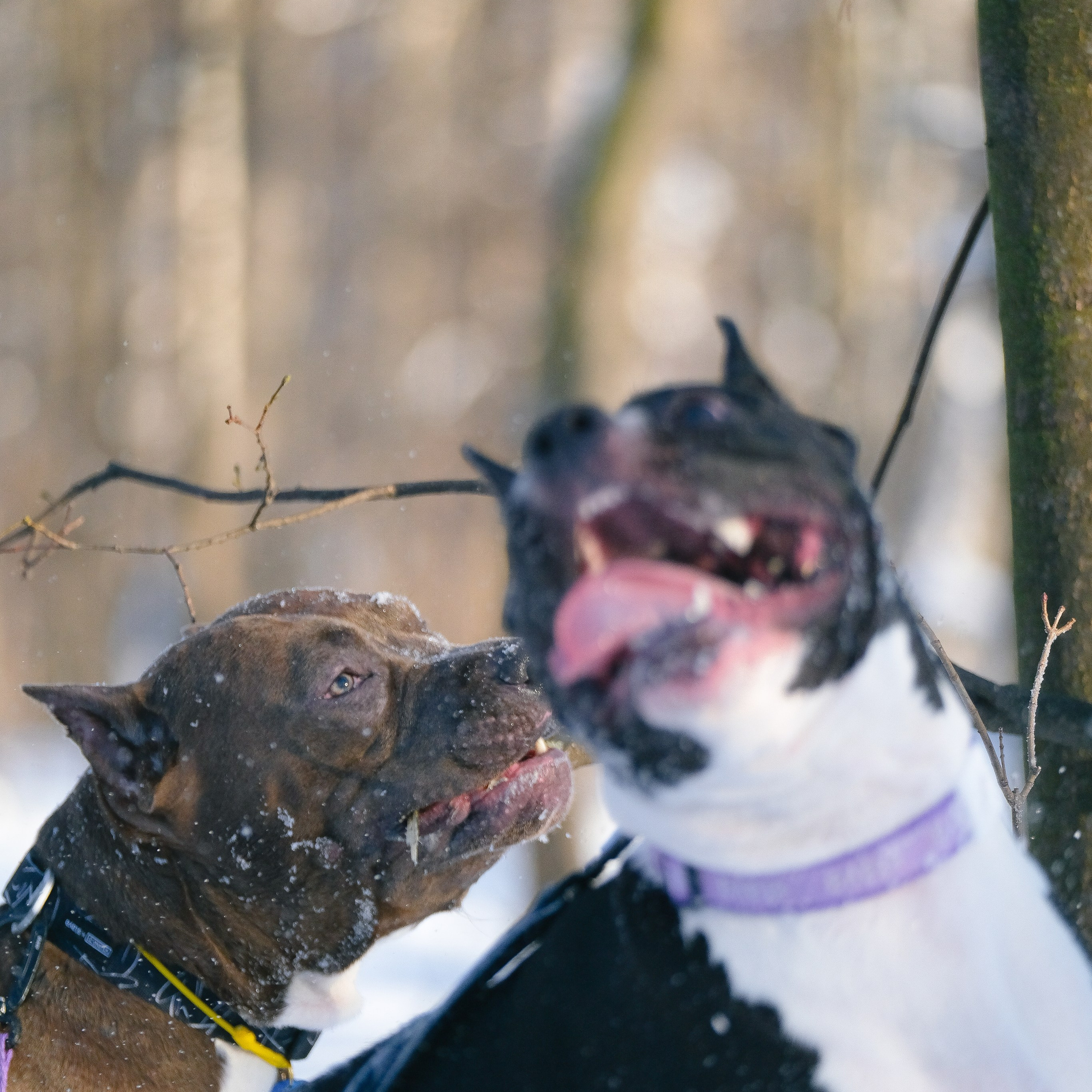 Баста и Эйгон