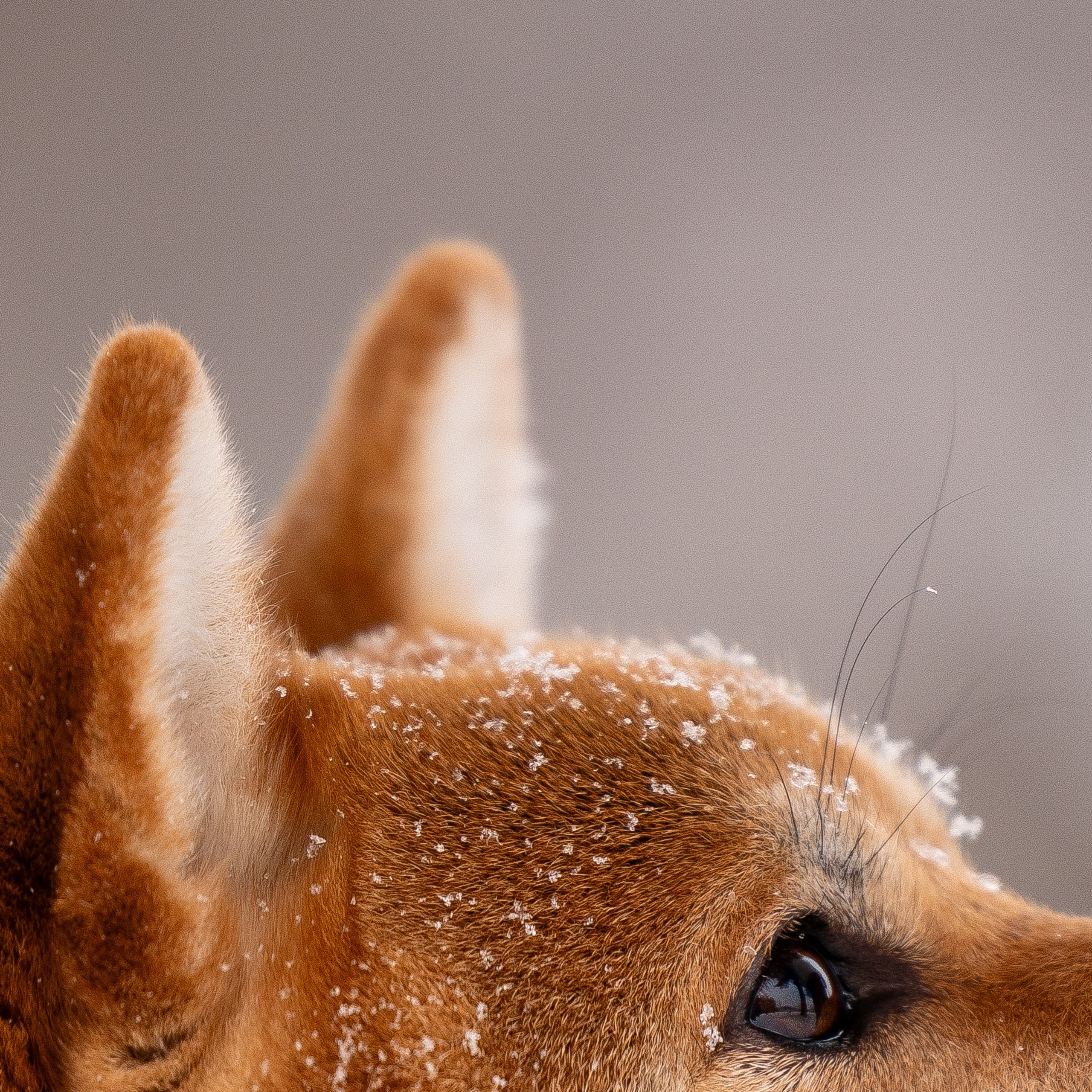 Юми, Серж и Тоши