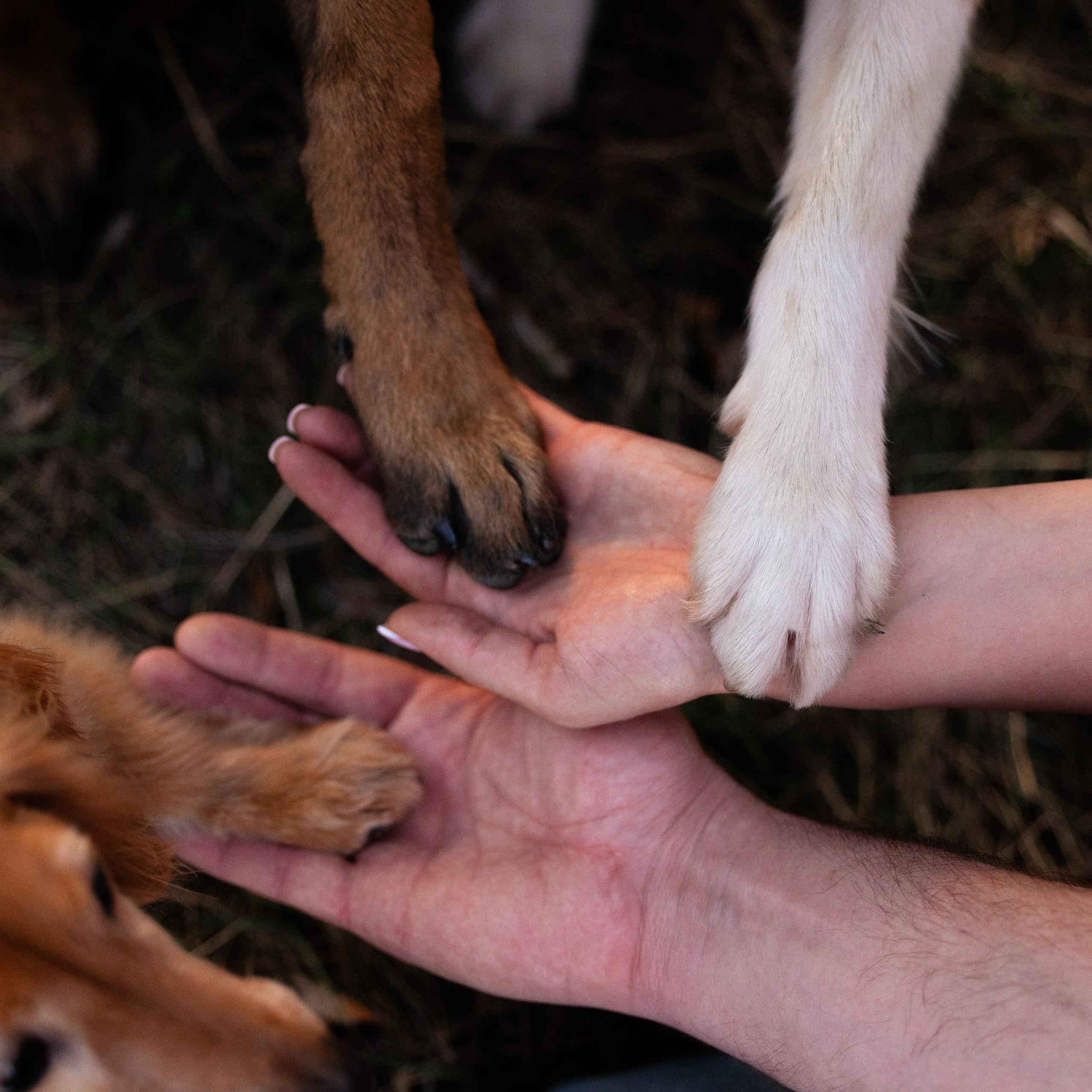 Разношерстная компания