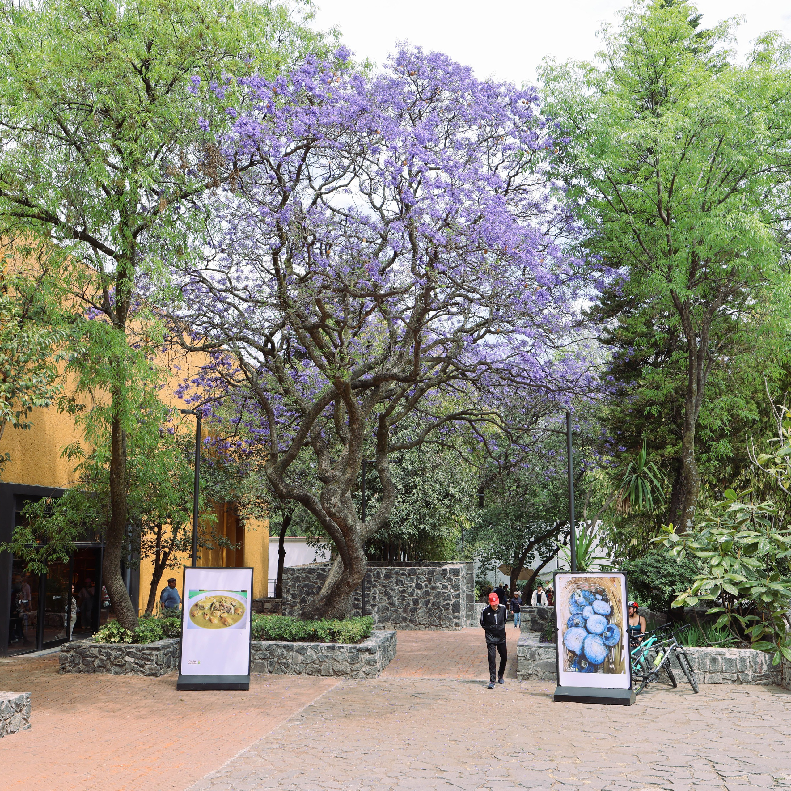 Фестиваль Герреро