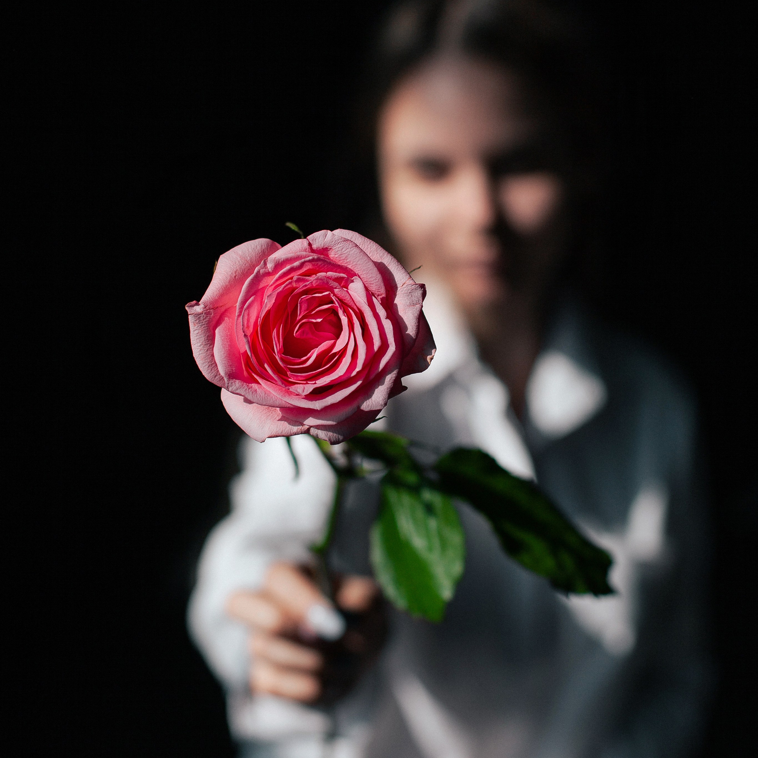 Весенняя роза