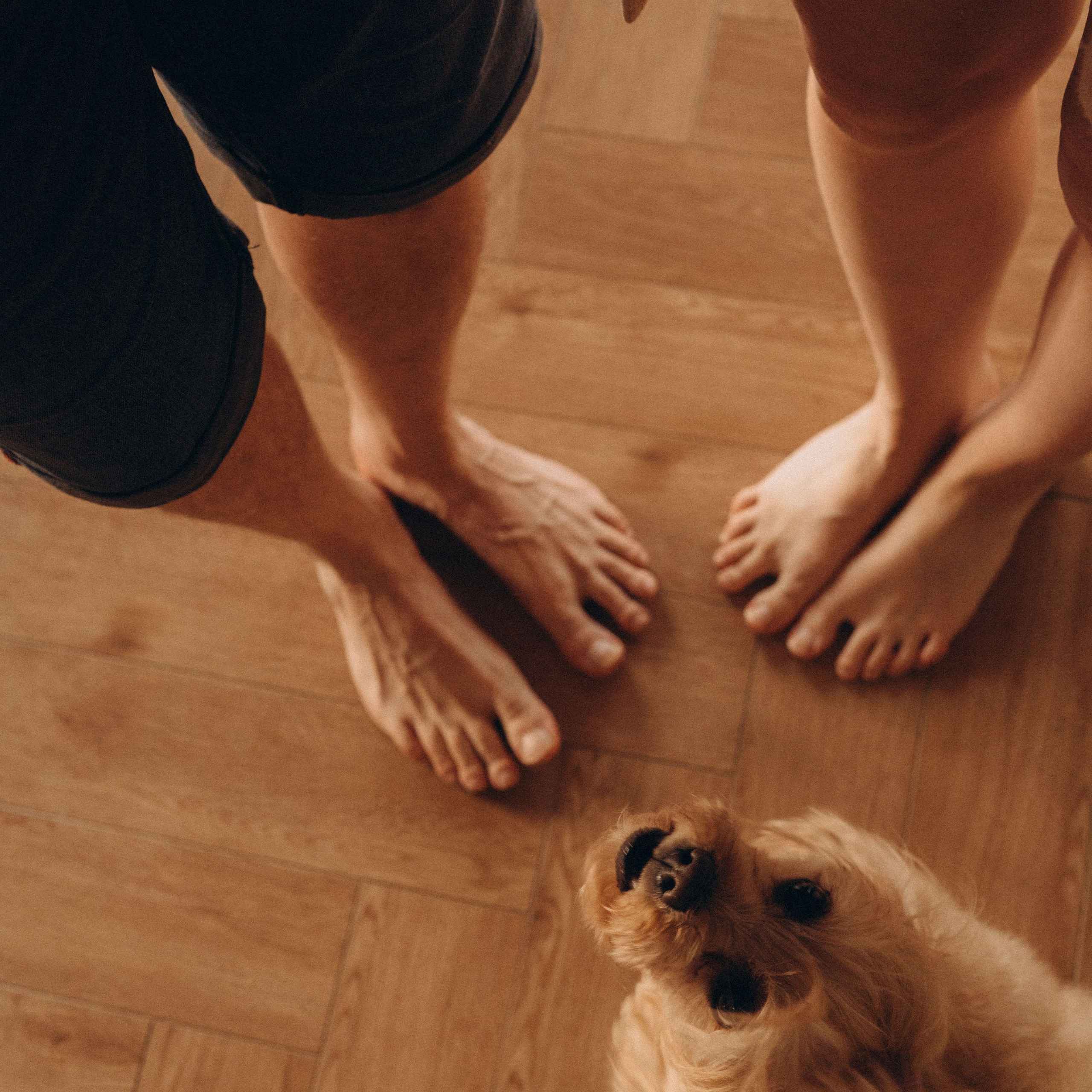 История домашней любви