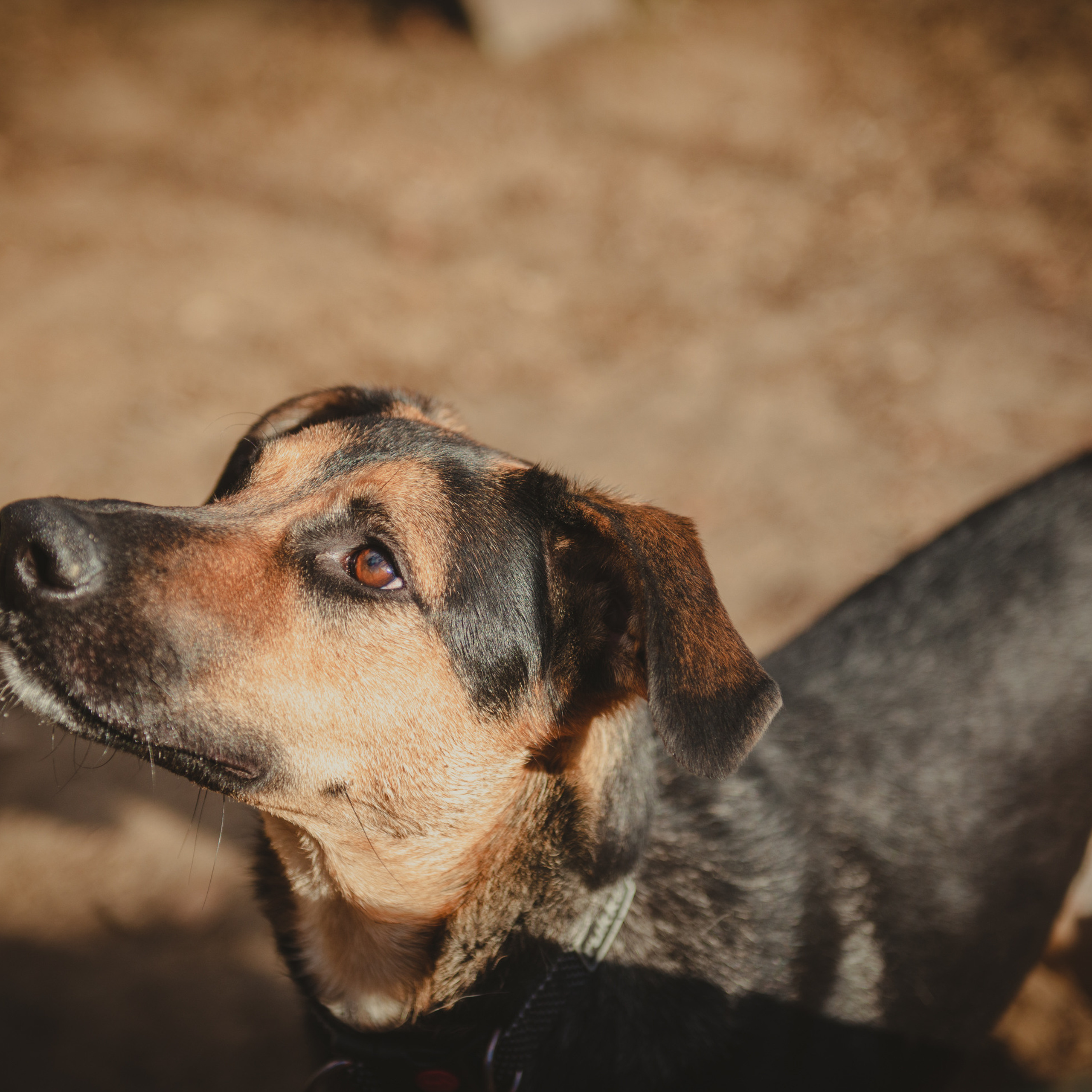 Наташа, Лука и Помпон