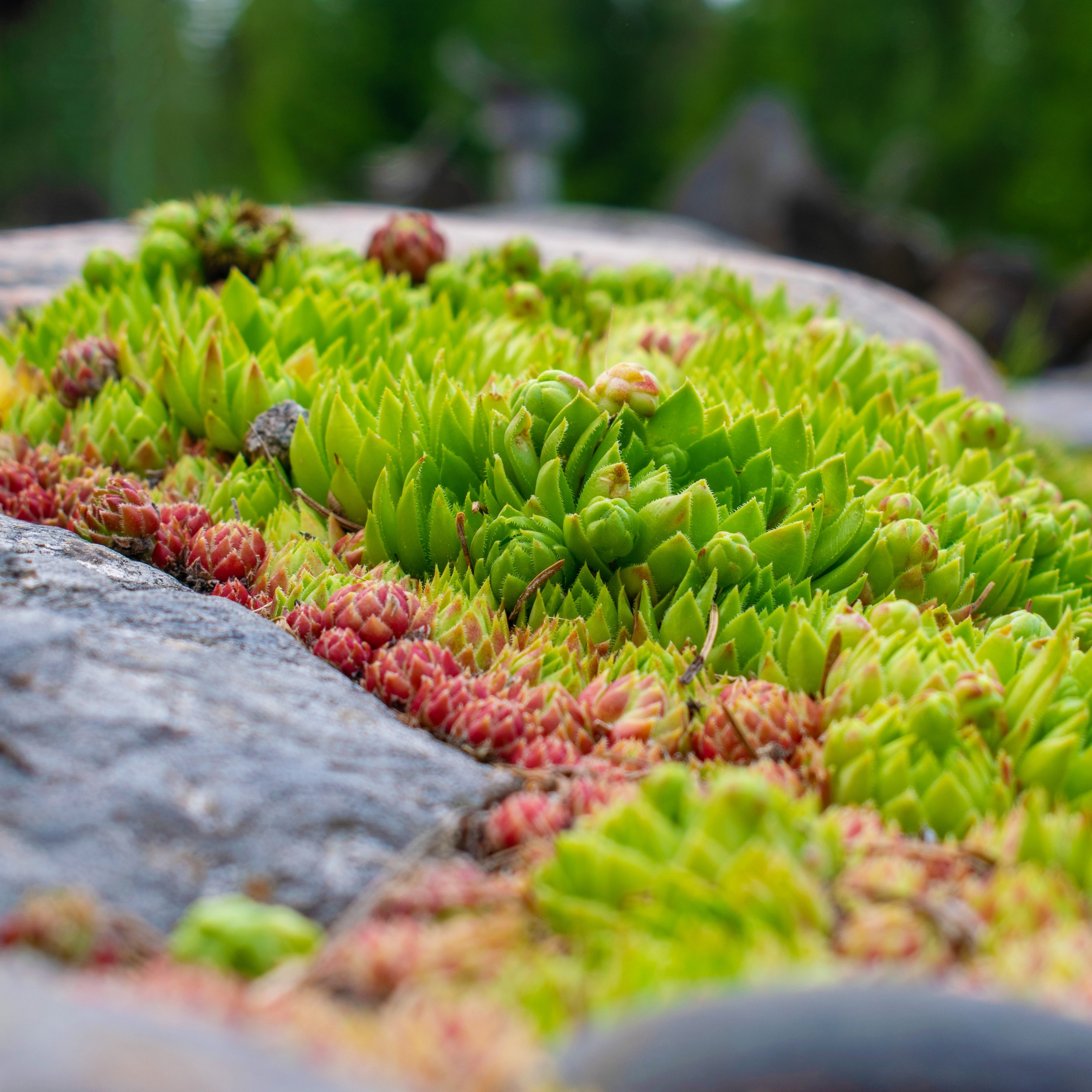 Садово-парковая и&nbsp;ландшафтная фотосъёмка