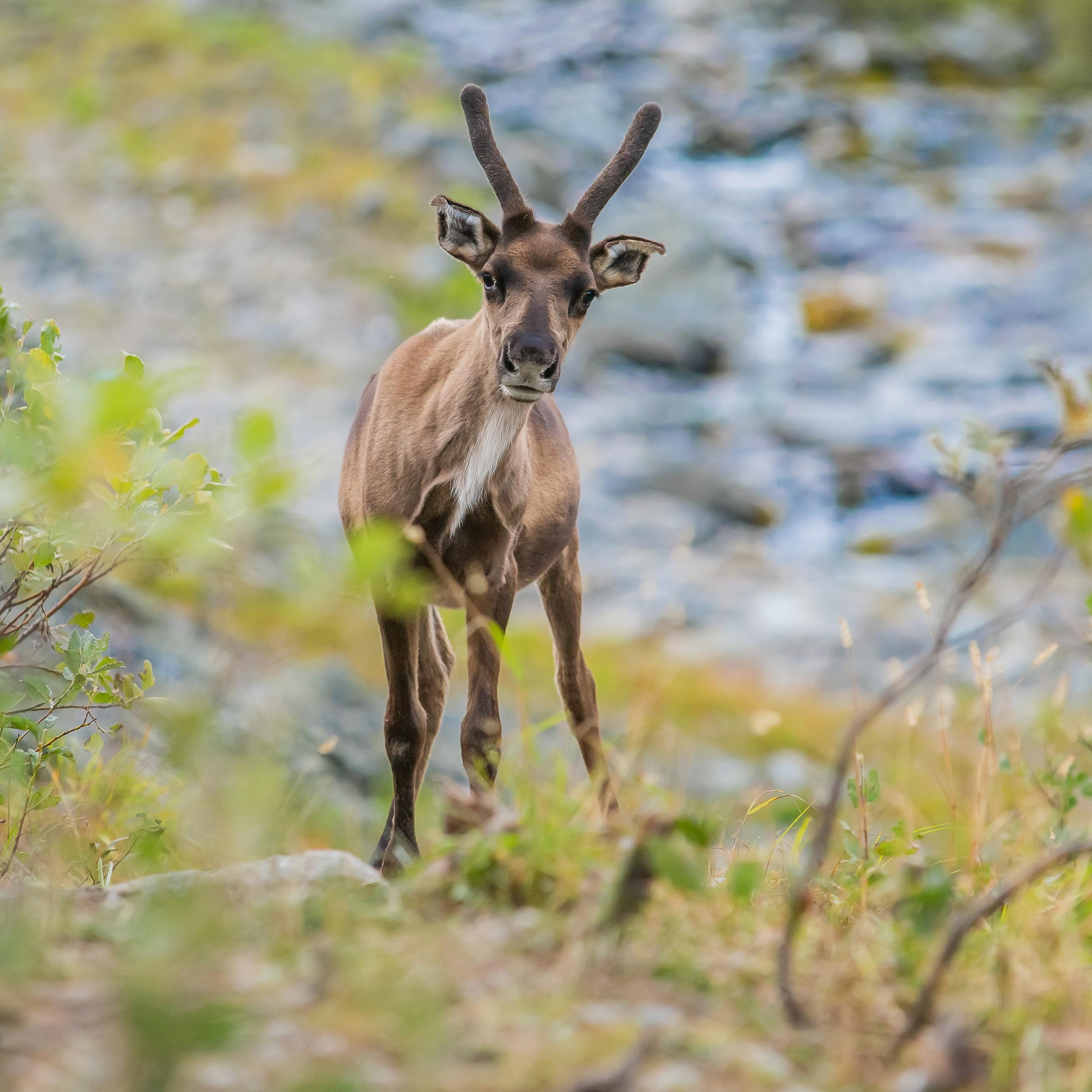 Полярный Урал