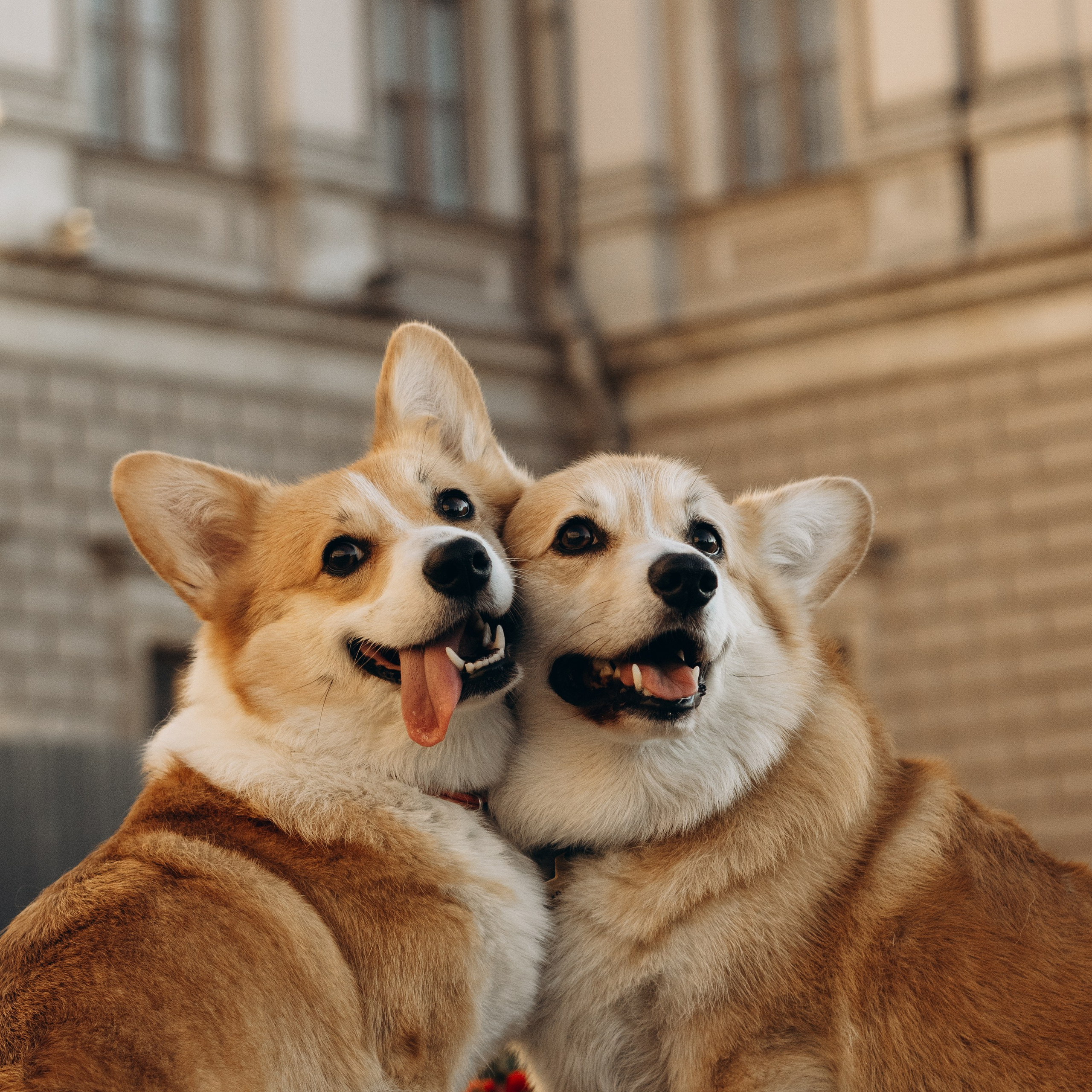 Отзывы. Фотограф-анималист в Санкт-Петербурге
