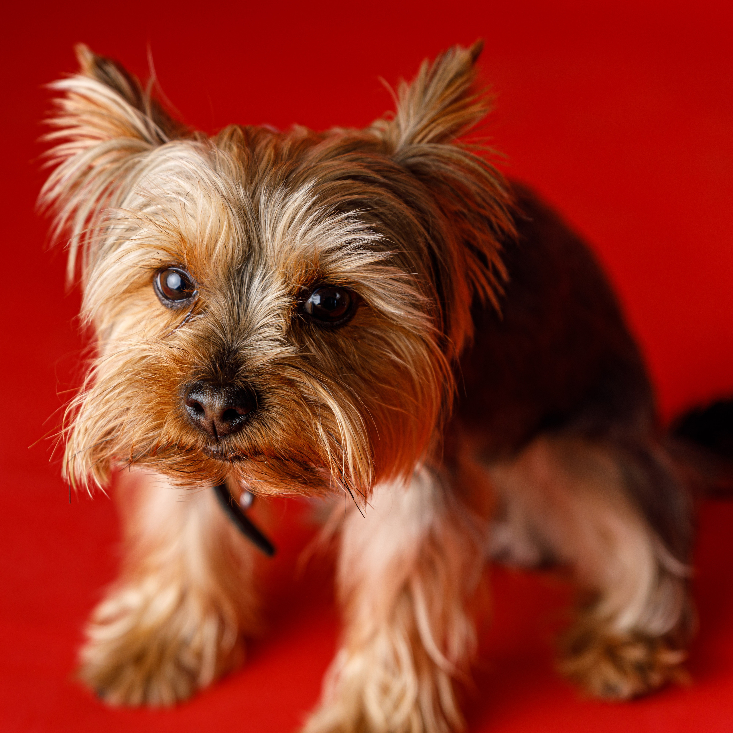 Отзывы. Фотограф Балаев Михаил