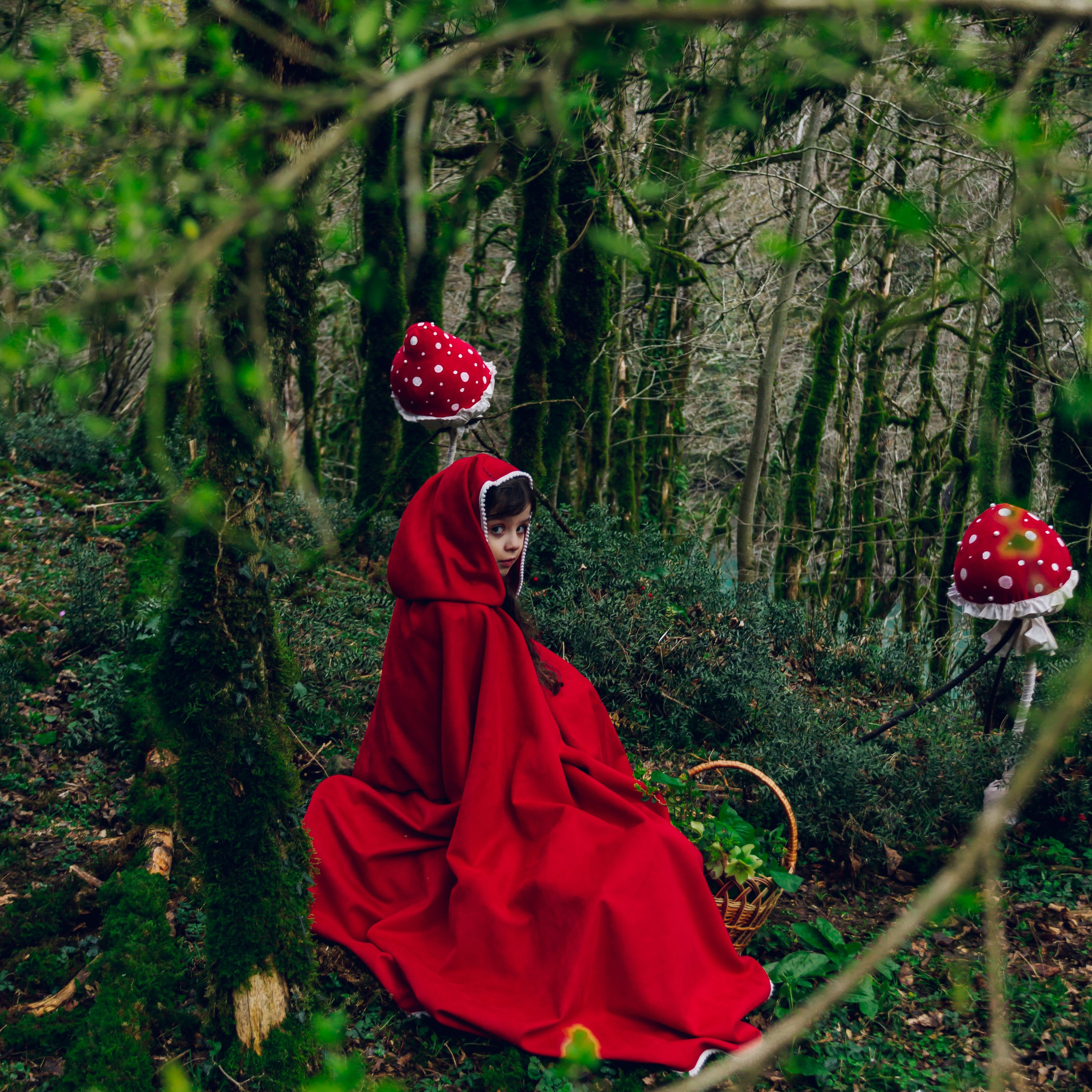 Самшитовая роща