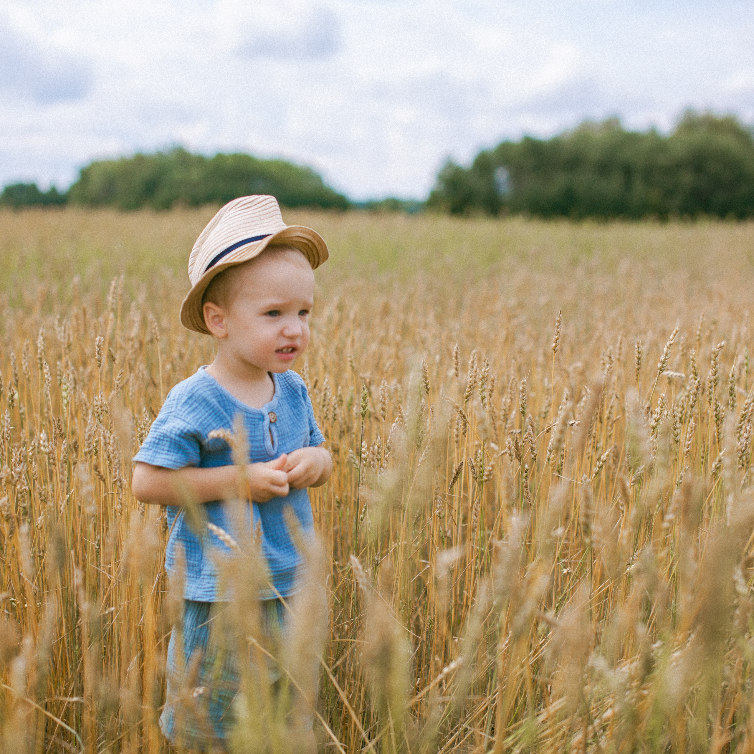 Золотистая пшеница