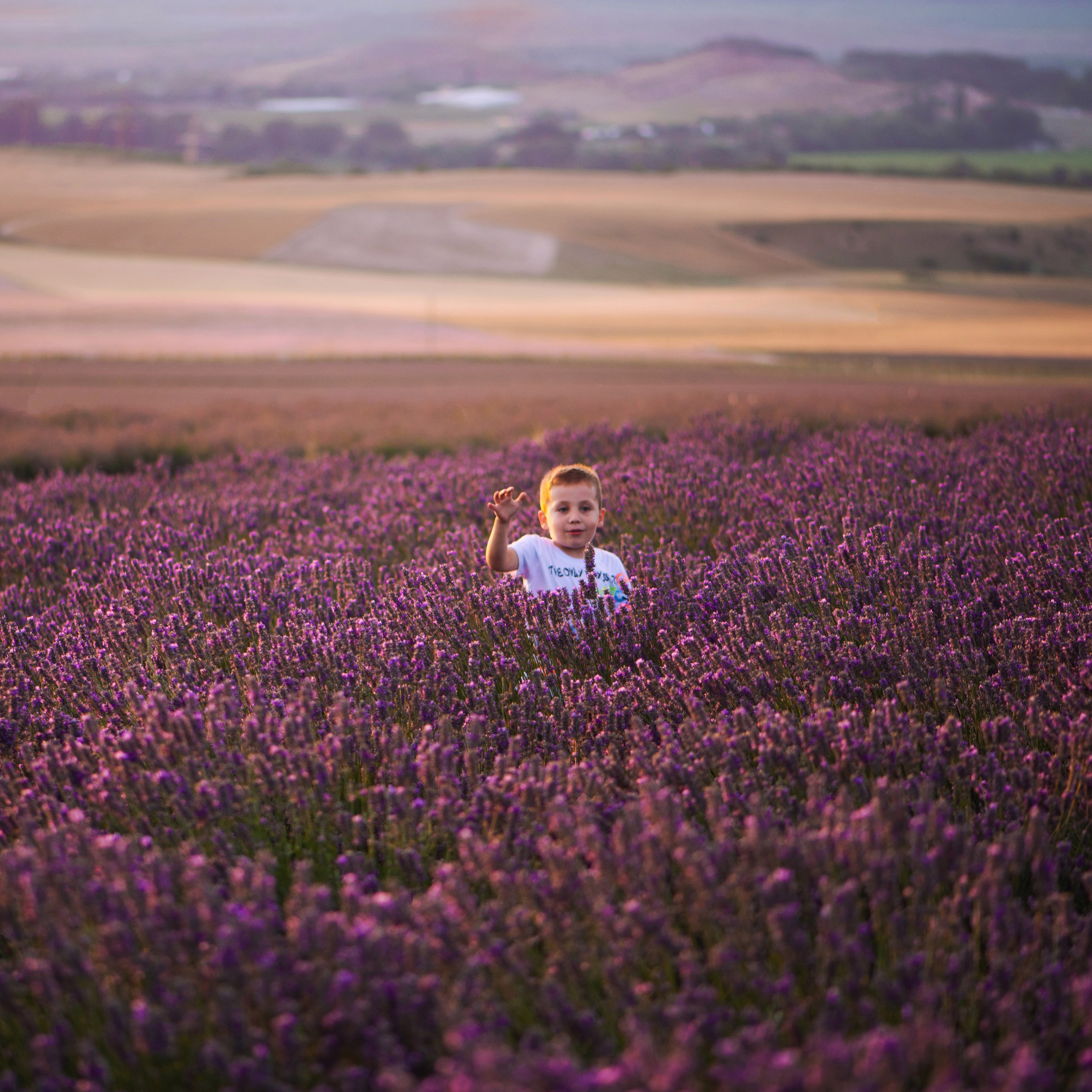 Лавандовые фотосессии. Свадебный фотограф в Крыму