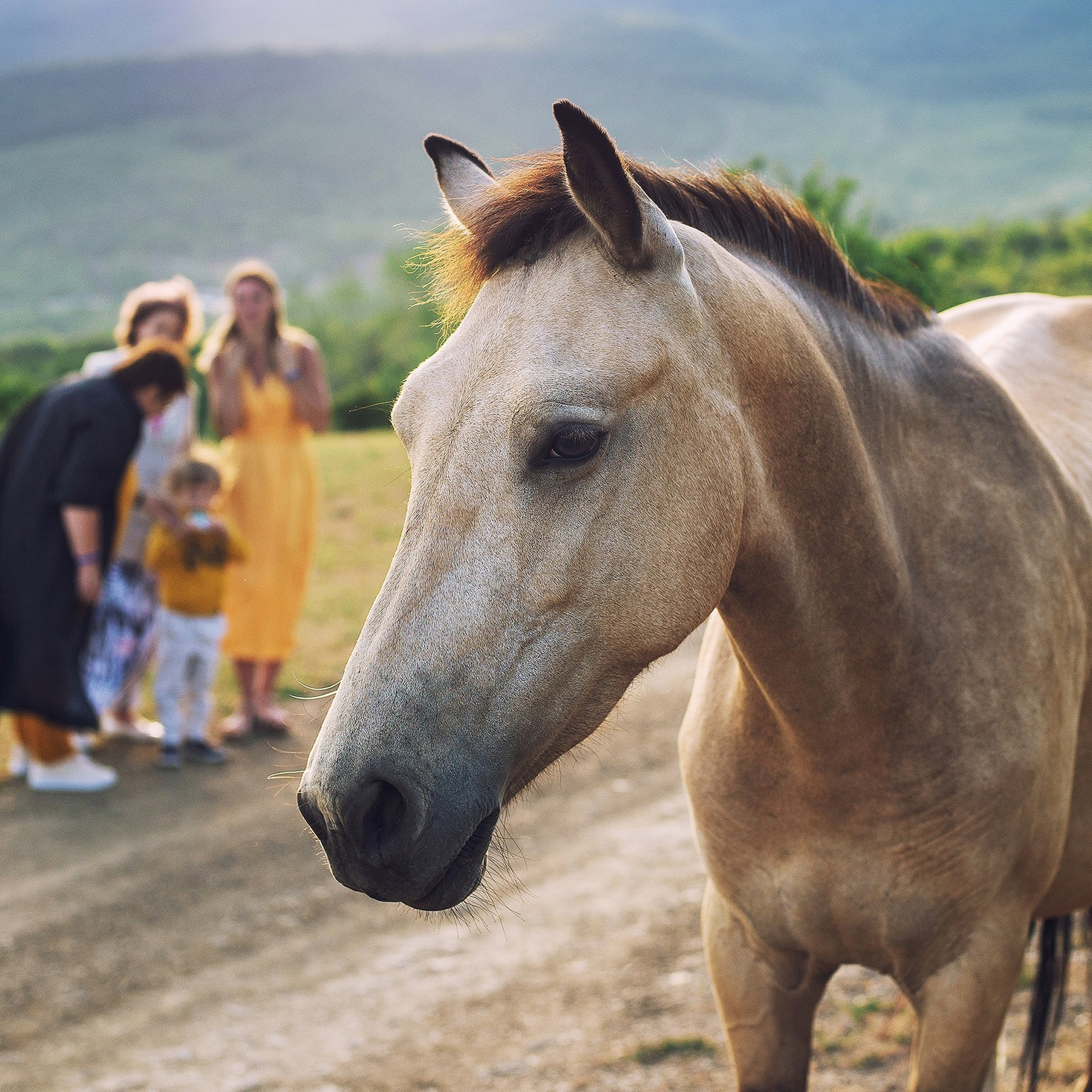 Конные фотосессии. Свадебный фотограф в Крыму