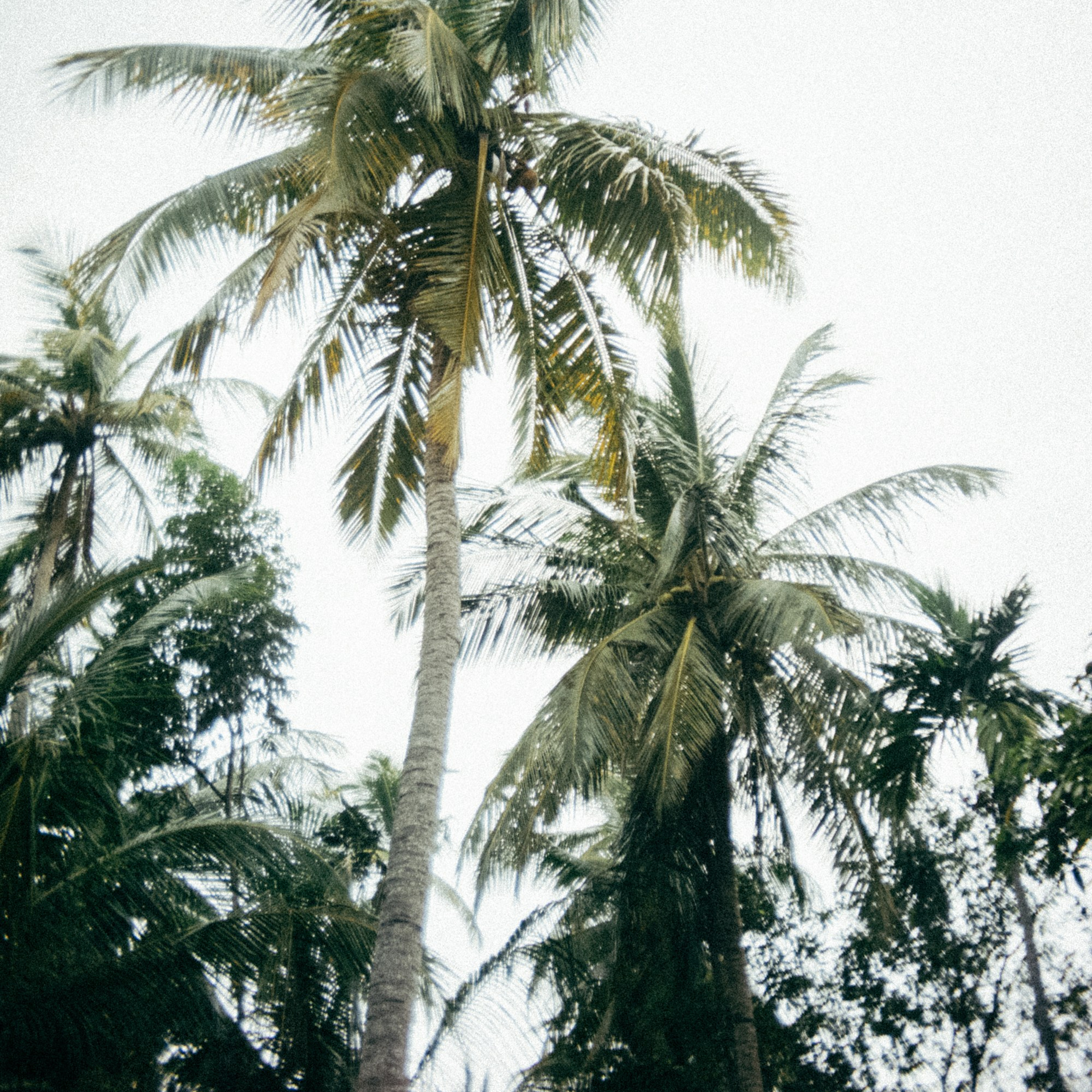 Шри + Бангкок