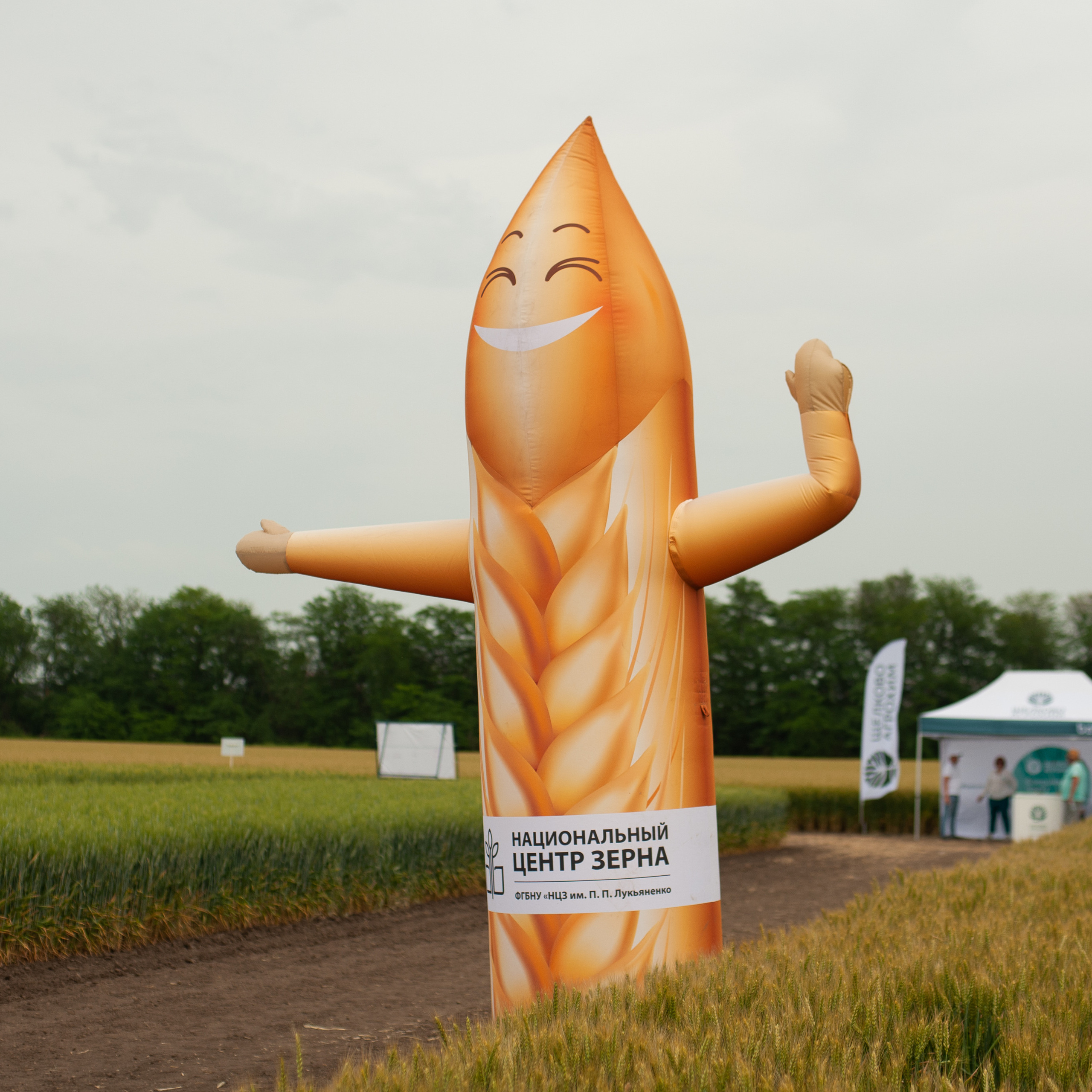 НЦЗ им. П. П. Лукьяненко «День поля»