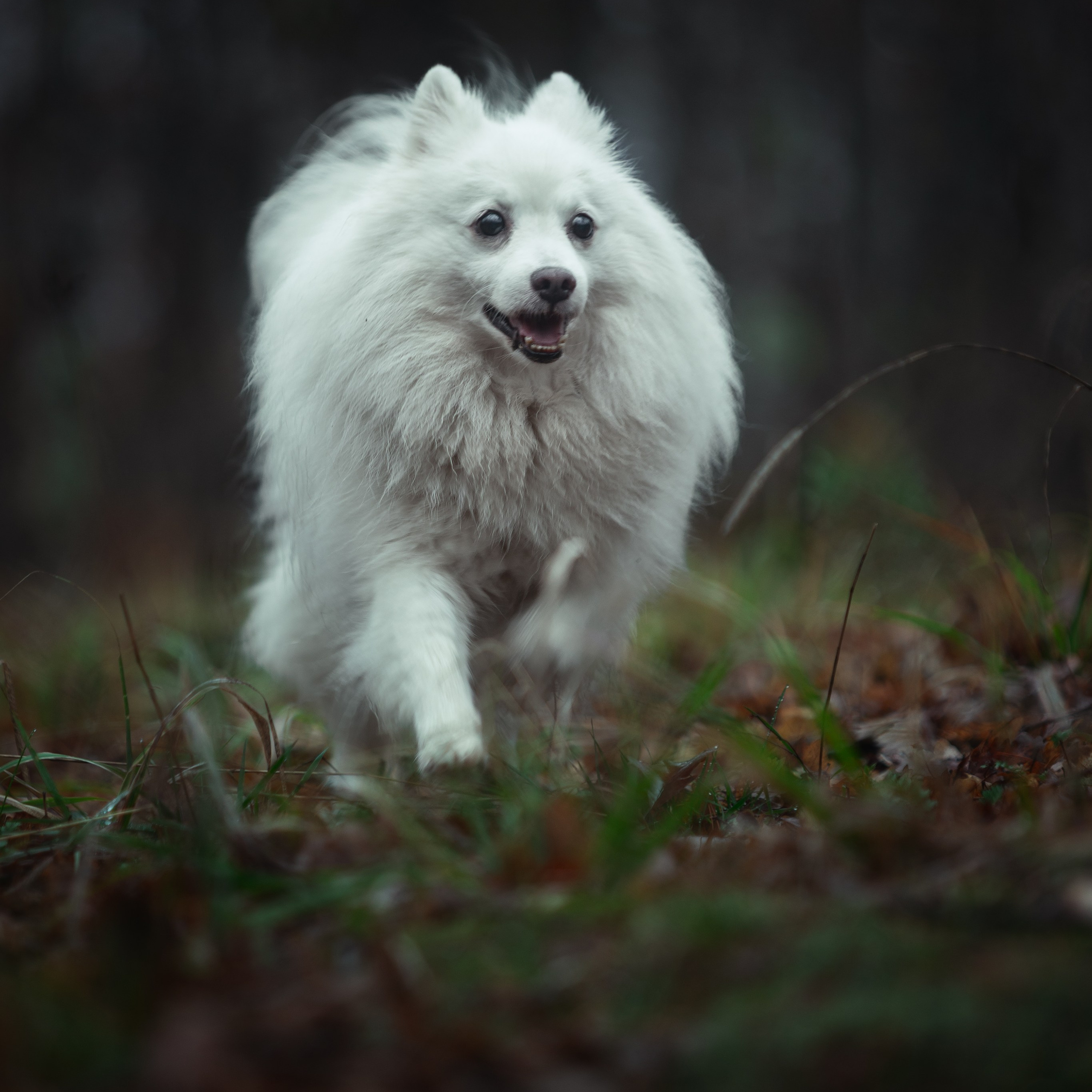 Ozzy. Медиа-контент с мероприятий