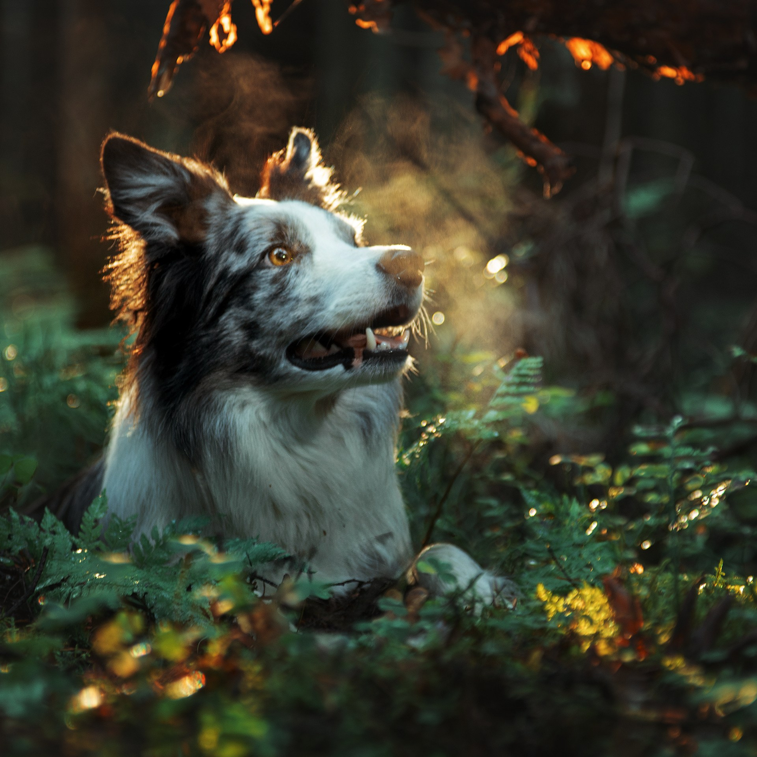 Папоротник